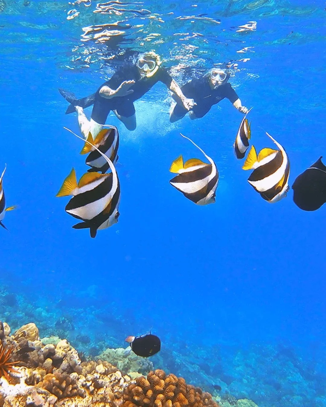 Feeling overwhelmed by the endless tour options in Hawai'i? You're not alone! 🌺

Let us help you cut through the noise and find the perfect adventure that fits your style &mdash; whether it's soaring above volcanoes on a helicopter, snorkeling reefs