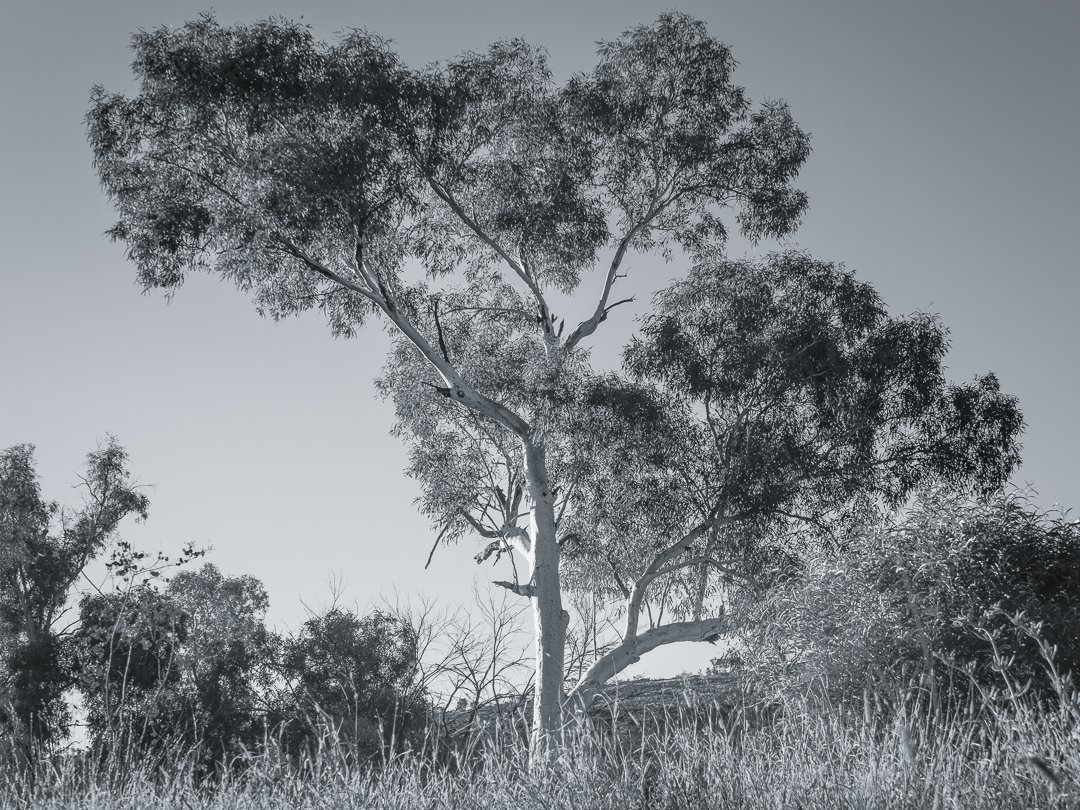 A black and white photograph of tall trees and grass, with a prominent large tree in the center and smaller trees around it.