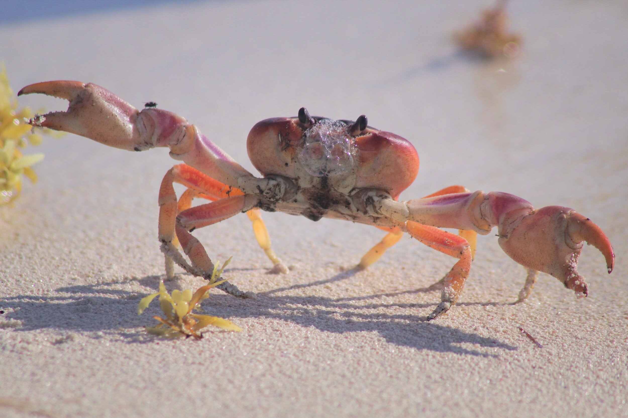 The Prostate Crabwalk - My experiences healing the scary Prostate C-word