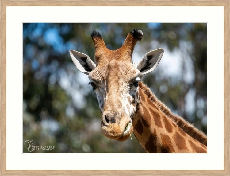 Giraffe_Oak__framed__jpg.jpg