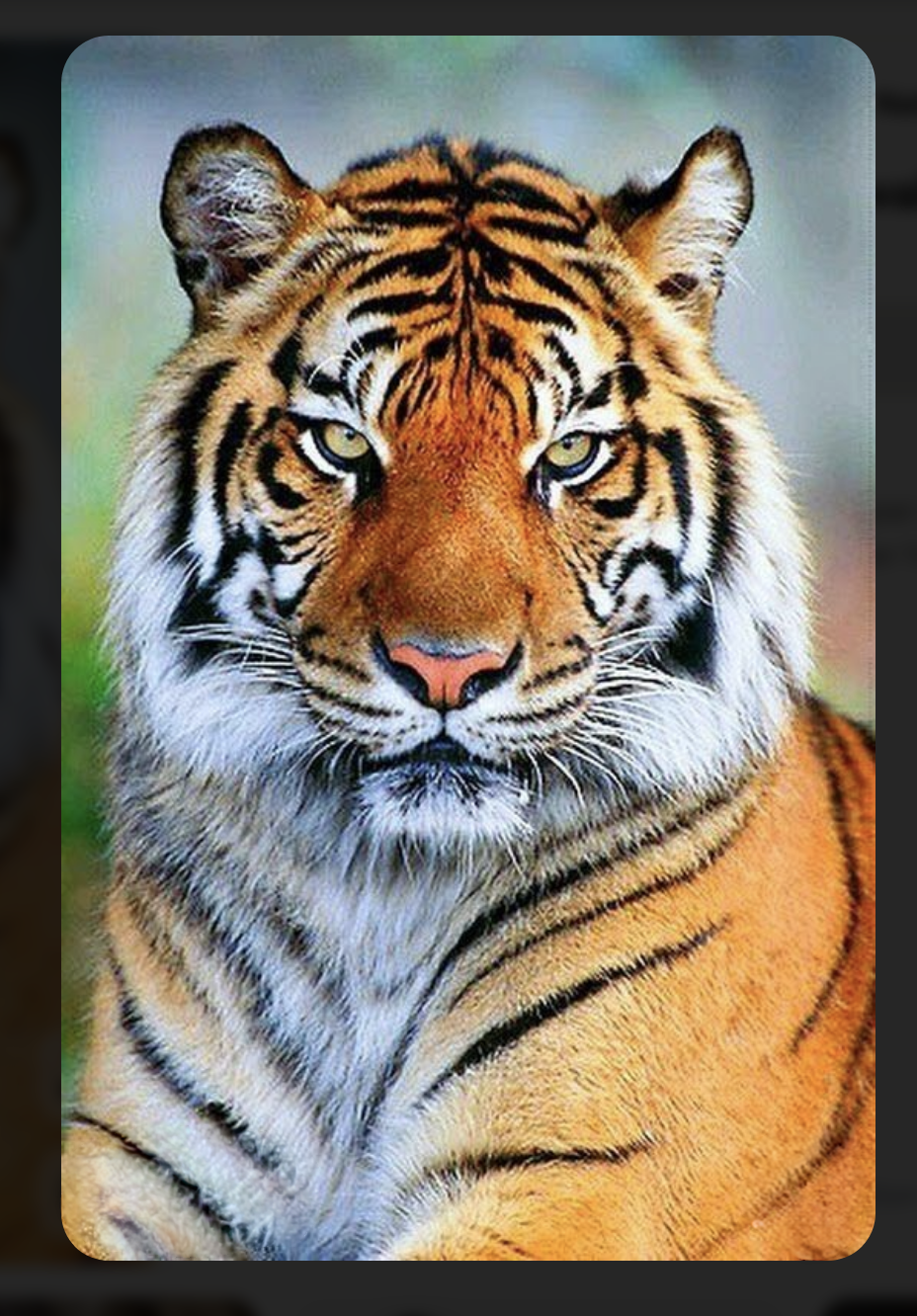 Tiger Transfer