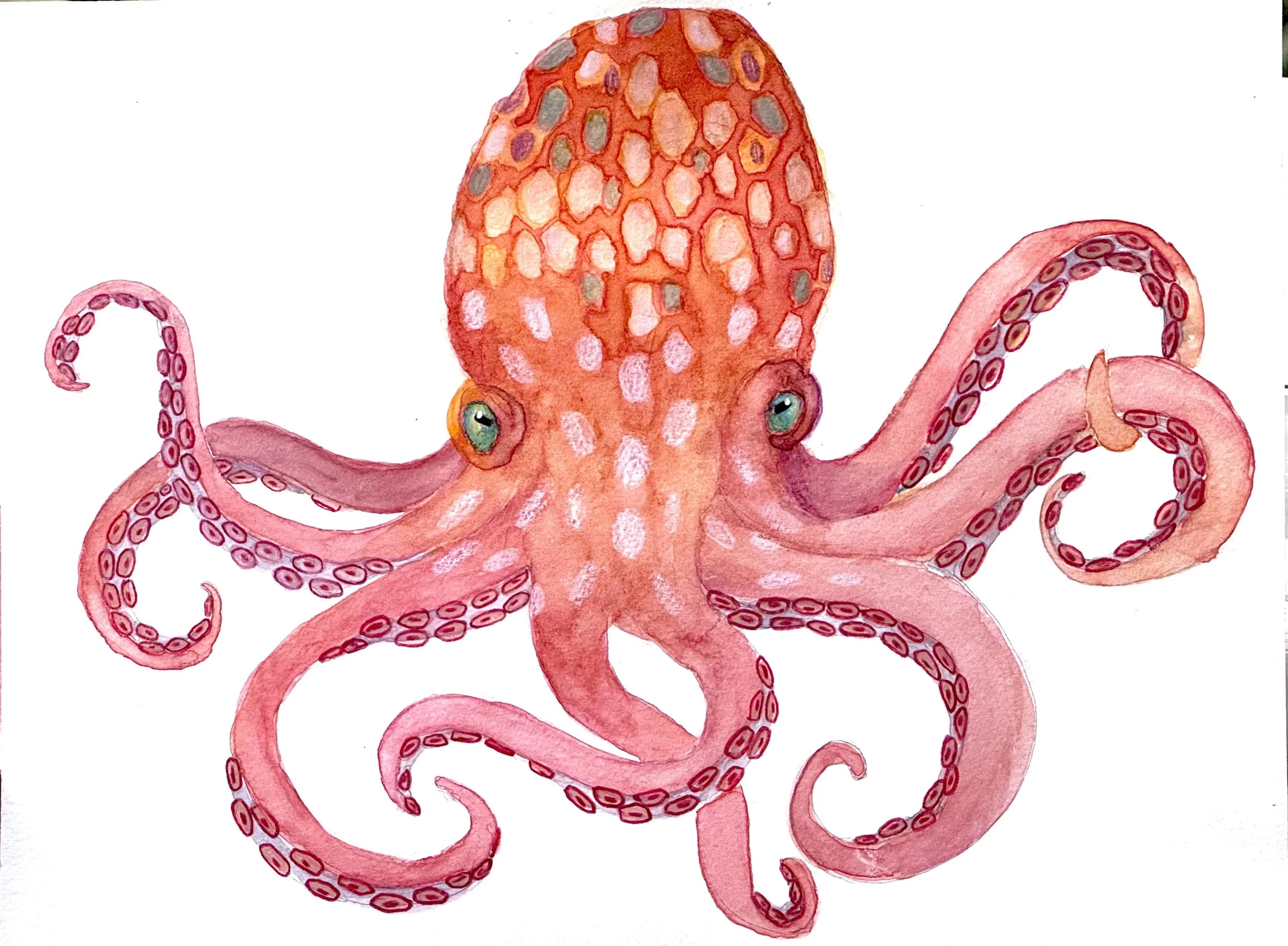 OCTOPUSES