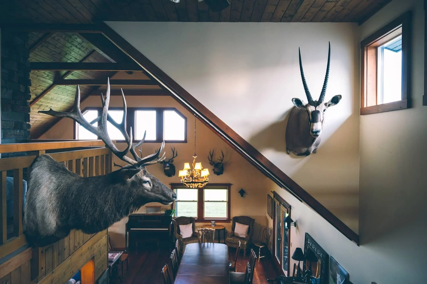 Interior of a rustic home with mounted animal heads, including a large elk and a gazelle on the wall, and additional deer heads on a wall by a window, with a dining table and chairs below.