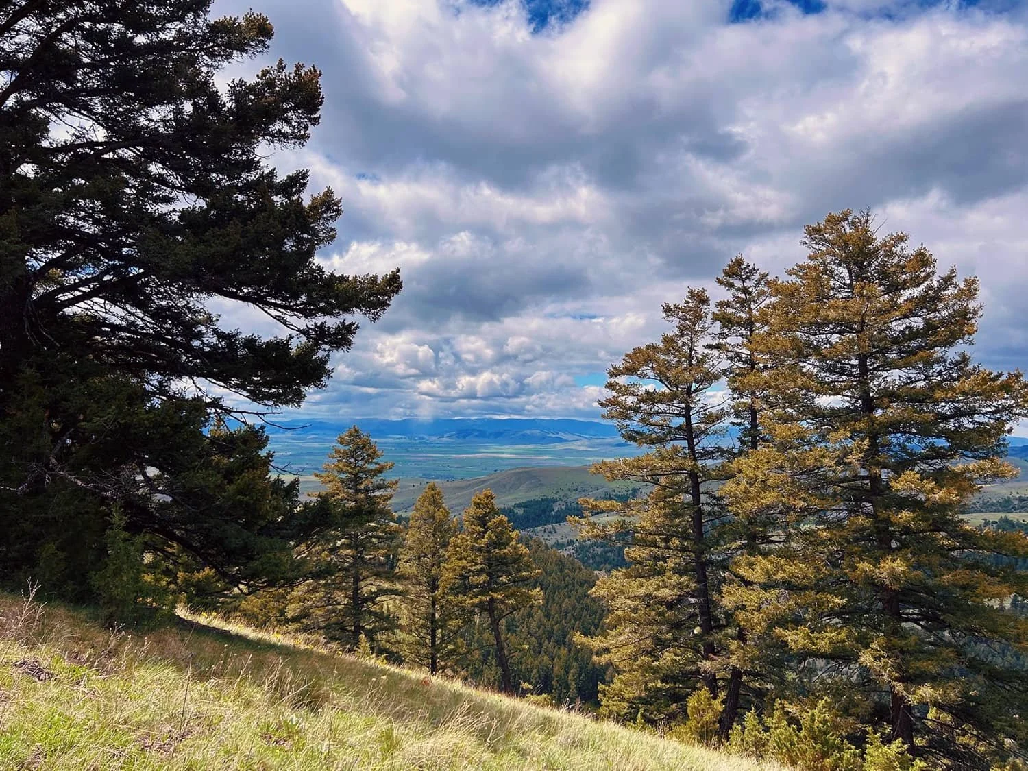 Mountain landscape with tall pine trees on grassy hillside and cloudy sky.