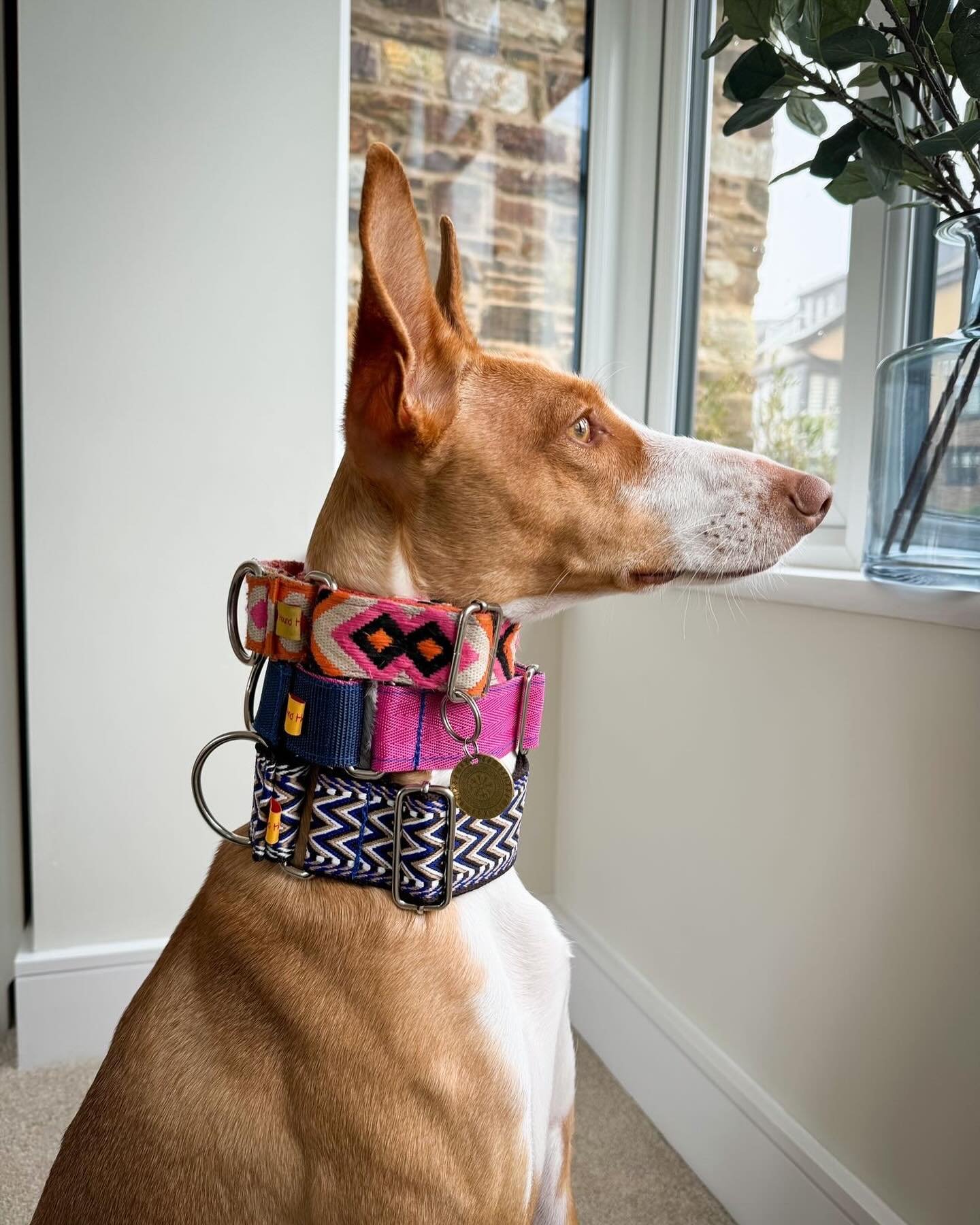 How many HHC collars can you fit on your neck? 🤔 

@podencohera smashed the challenge with 3 stunning martingales - doesn&rsquo;t she have a beautiful collection? 😍

If you give it a go, remember to tag me!!

We&rsquo;ve added lots of new options o