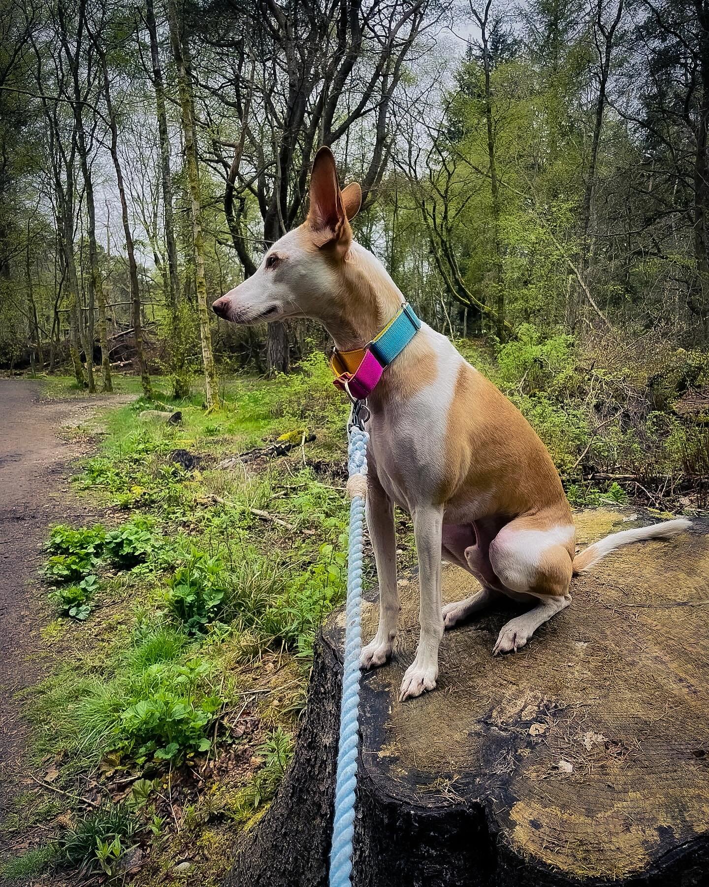Rico wondering where the long weekend disappeared to 🤔🤨

Remember you only have another few days to get any orders in before orders close until 1st June for my holidays 💃🥂

Rico is wearing the HFP Colourway martingale 🩷

#hounds #dogs #dogsofins