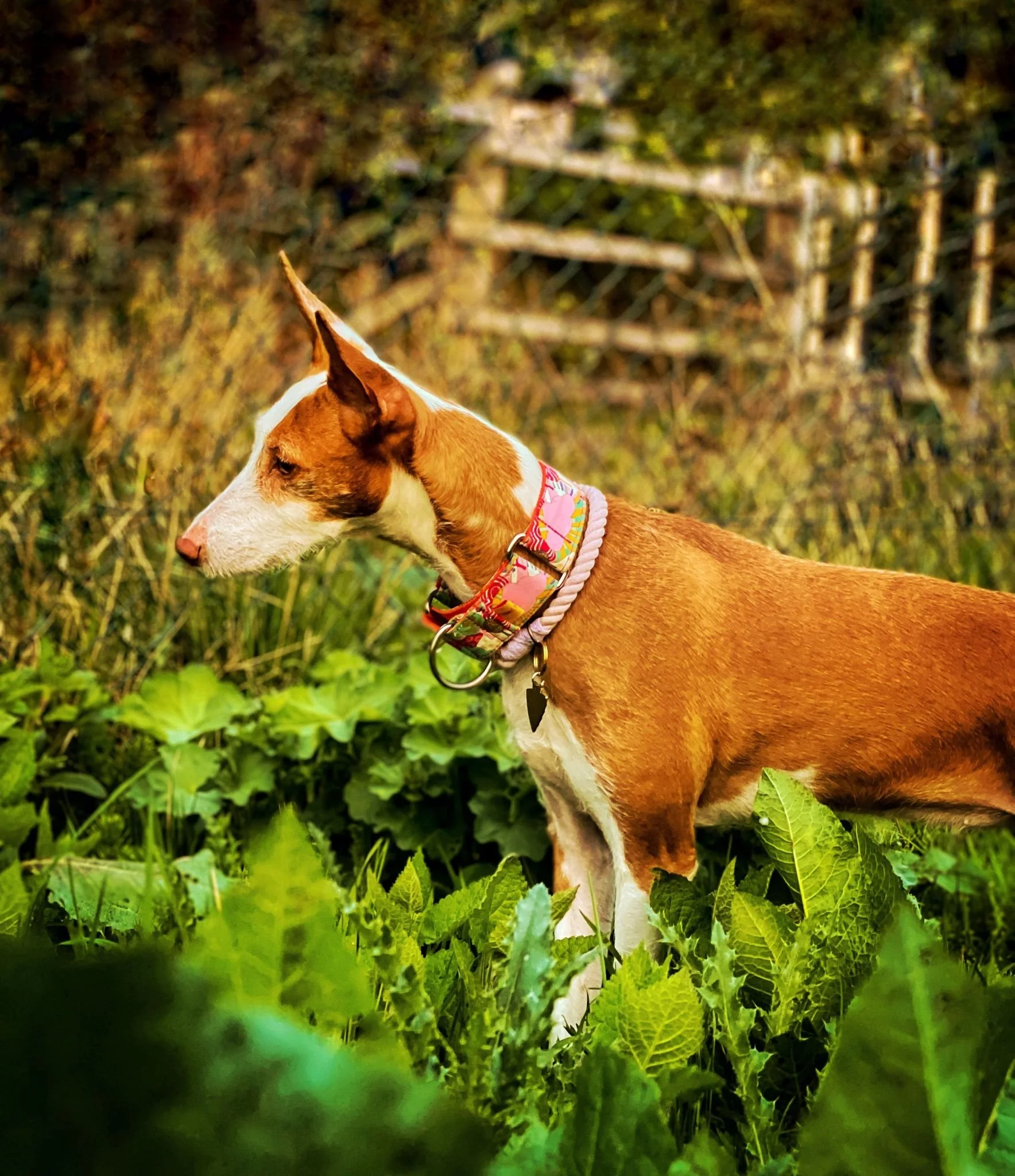 WhatsApp Image 2023-06-25 at 7.39.10 PM.jpeg