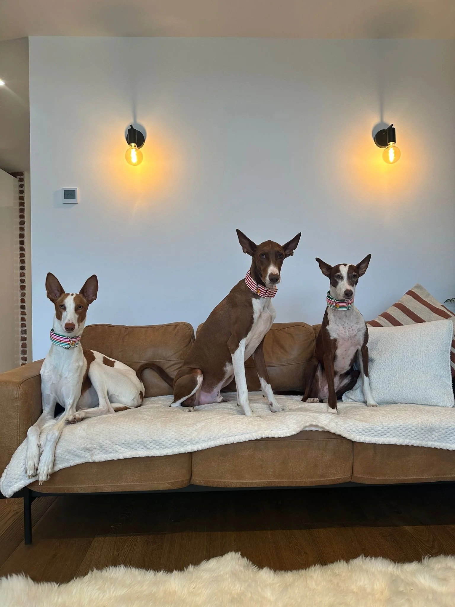 WhatsApp Image 2023-06-29 at 8.28.53 AM.jpeg