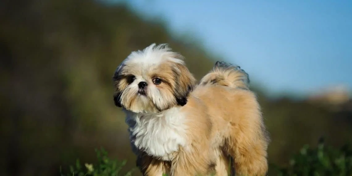 five-useful-things-to-know-about-the-shih-tzu-puppy-5ce28dbbd4f12-1140x570.jpg