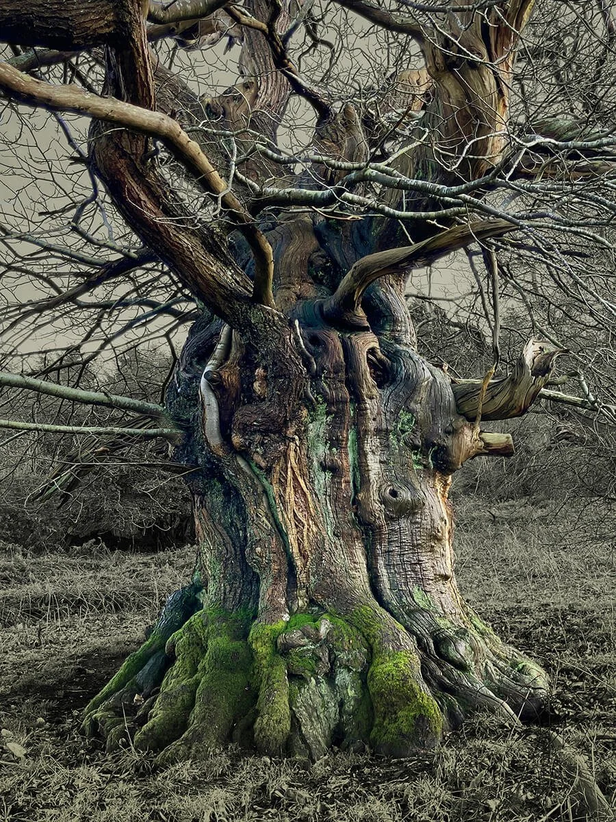 Bigsweir Chestnut II