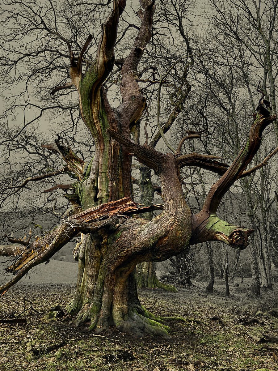 Bigsweir Chestnut III
