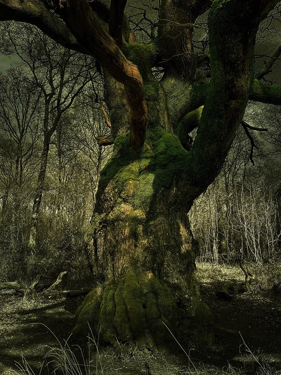 White Road Oak