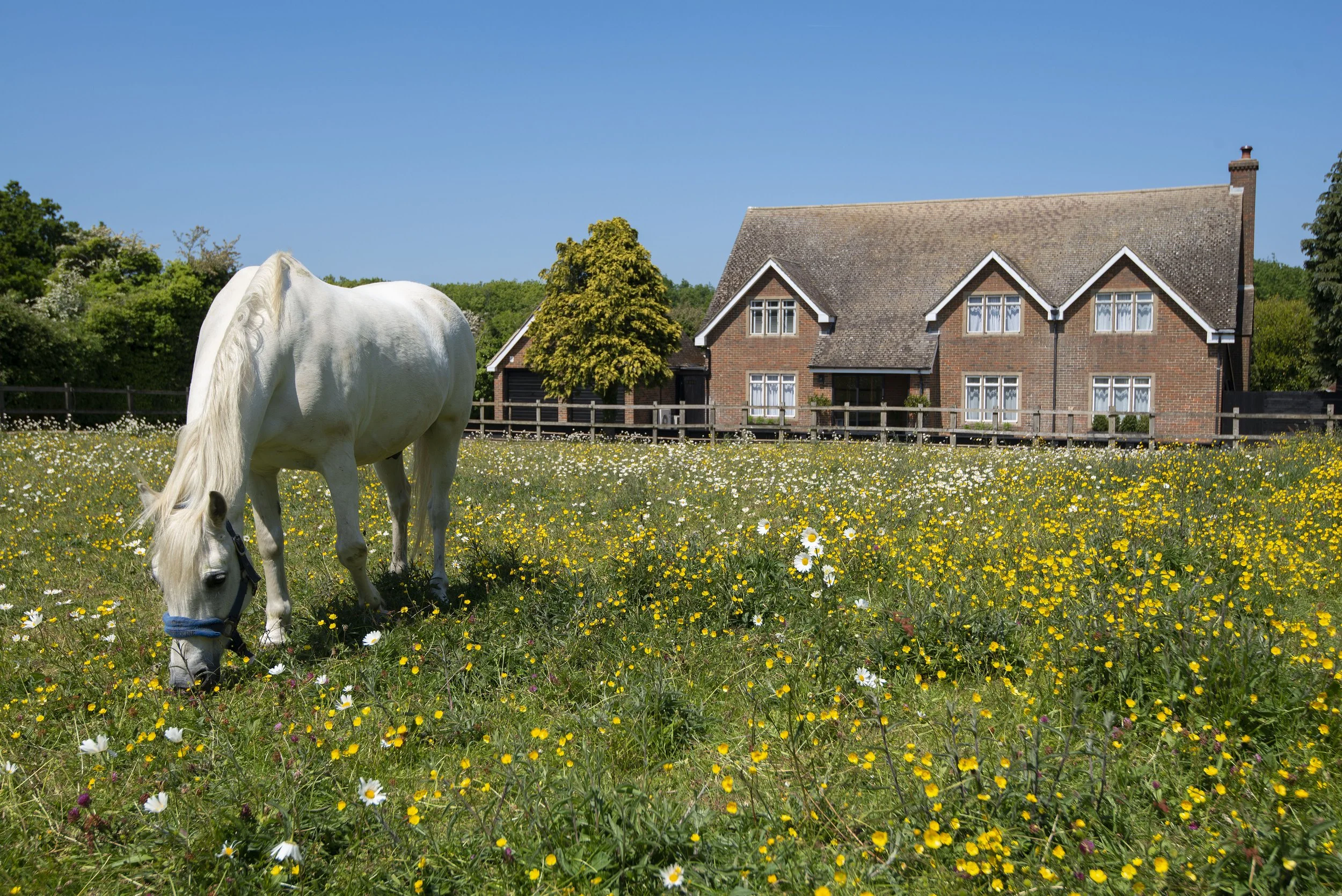 Squirrels Riding School - based at Denmark House, in Kent. — Denmark House