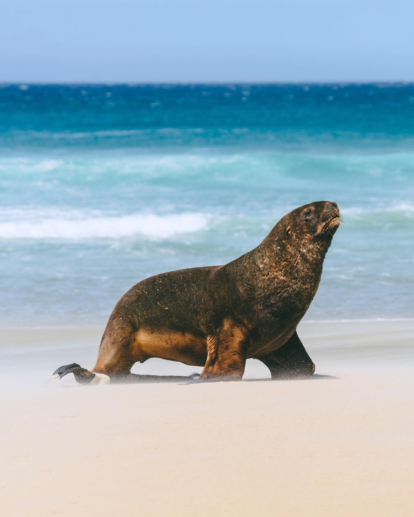 New Zealand definitely isn&rsquo;t short of beautiful things but one of my favourite parts is the wildlife. These guys are New Zealand sea lions also known as pakake. They are the rarest kind of sea lion in the world and were nearly hunted to extinct