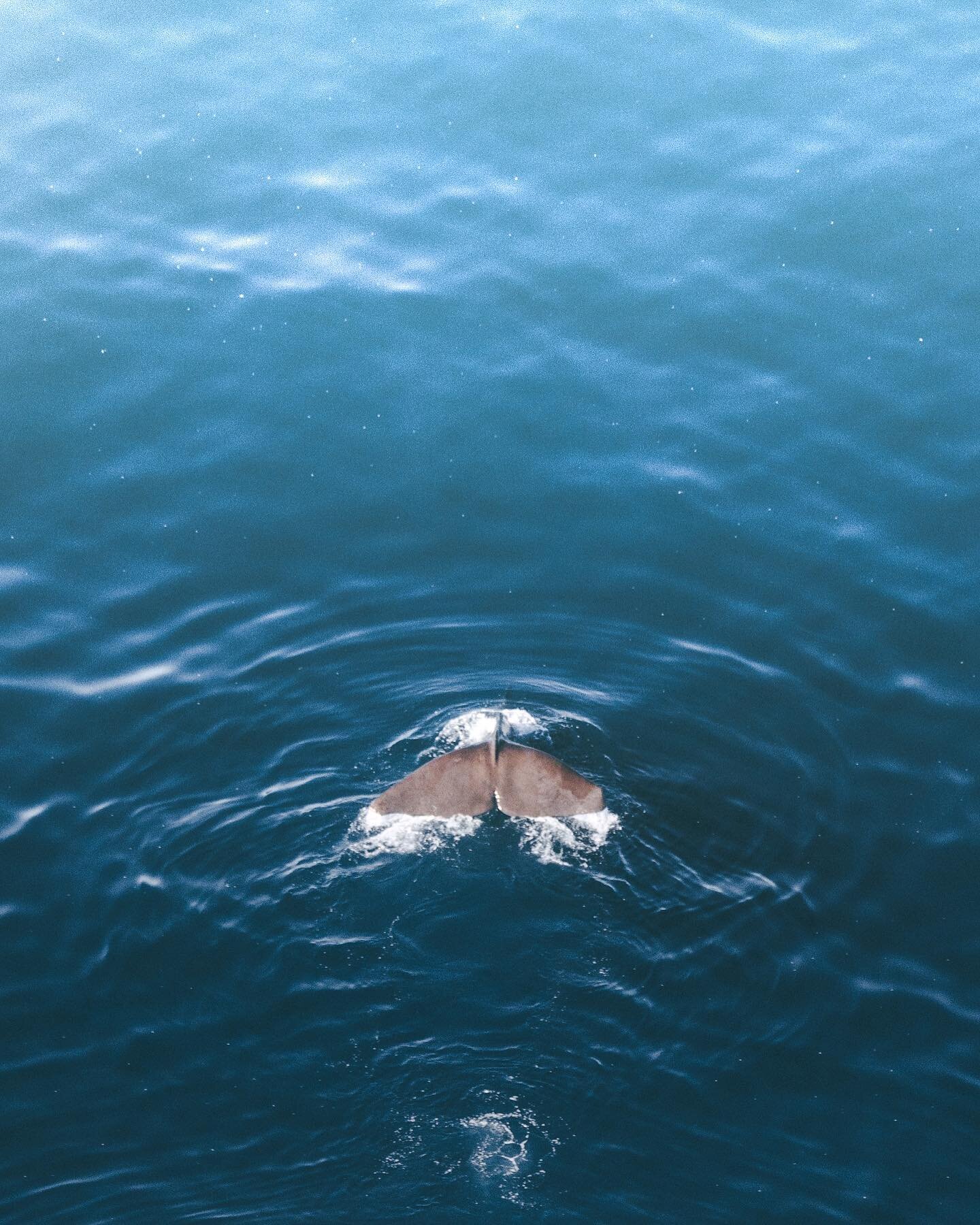 Still one of the best experiences seeing this guy dive back down into the depths of the ocean to look for more food. Crazy how big they still look even when looking down at them from a plane 😮
Have you ever gone whale watching?