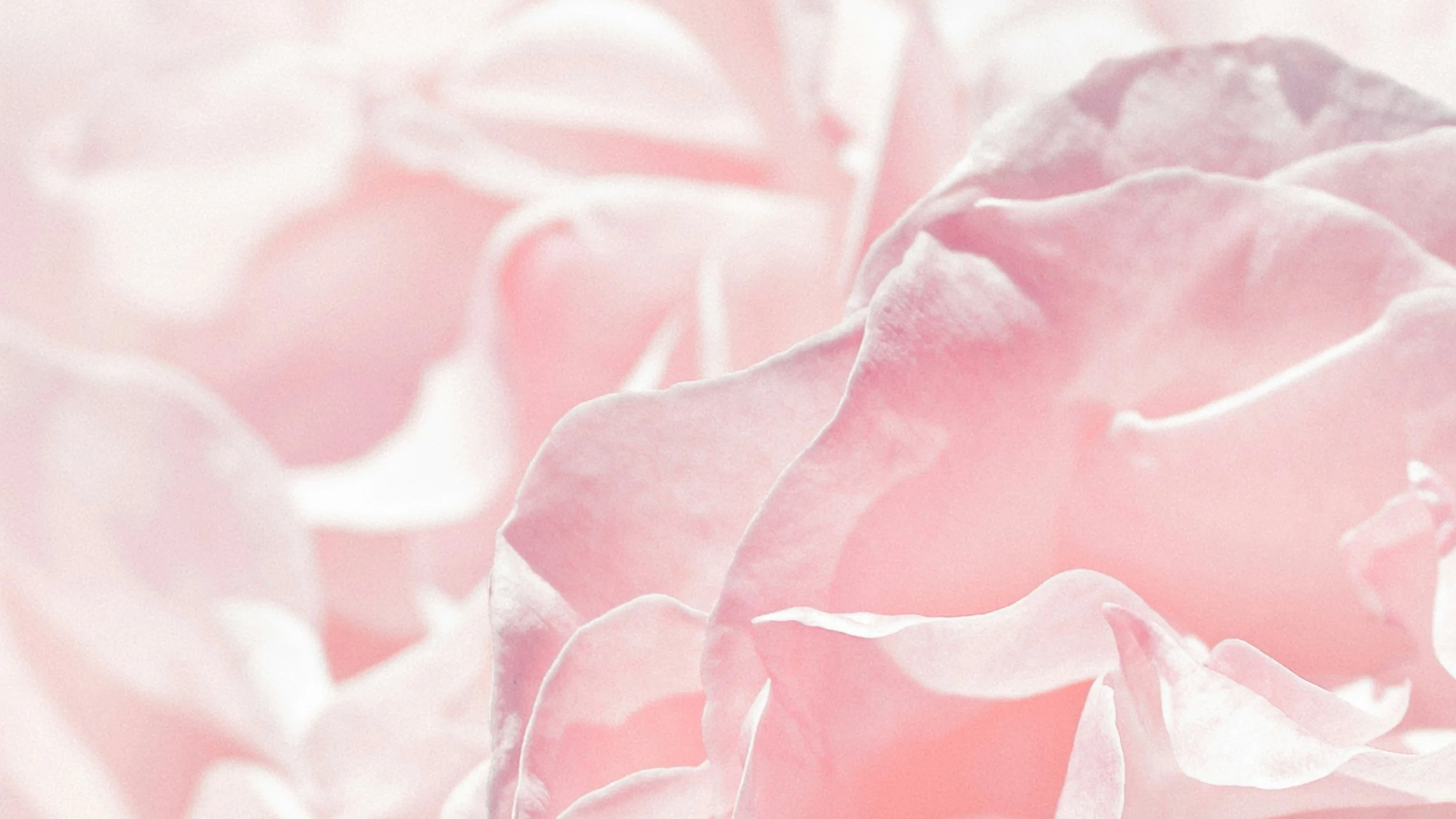 Nahaufnahme einer zarten rosa Blume mit weichen, verwelkenden Blütenblättern im sanften Licht.