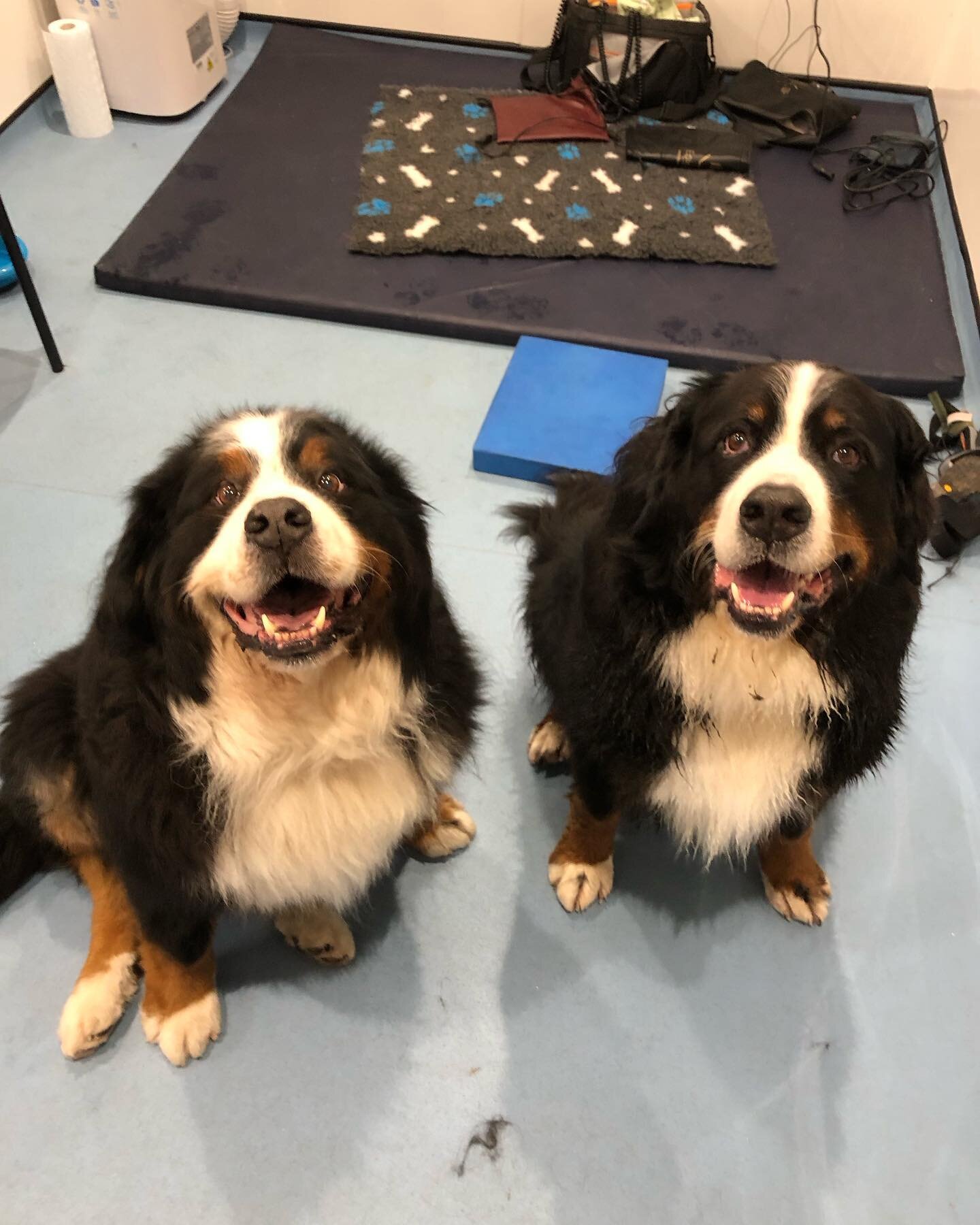 Bentley and Sadie being 2 very good bears for their physio sessions today 🐻🐾

#bernesemountaindog #vetphysio #veterinaryphysiotherapy #norfolk