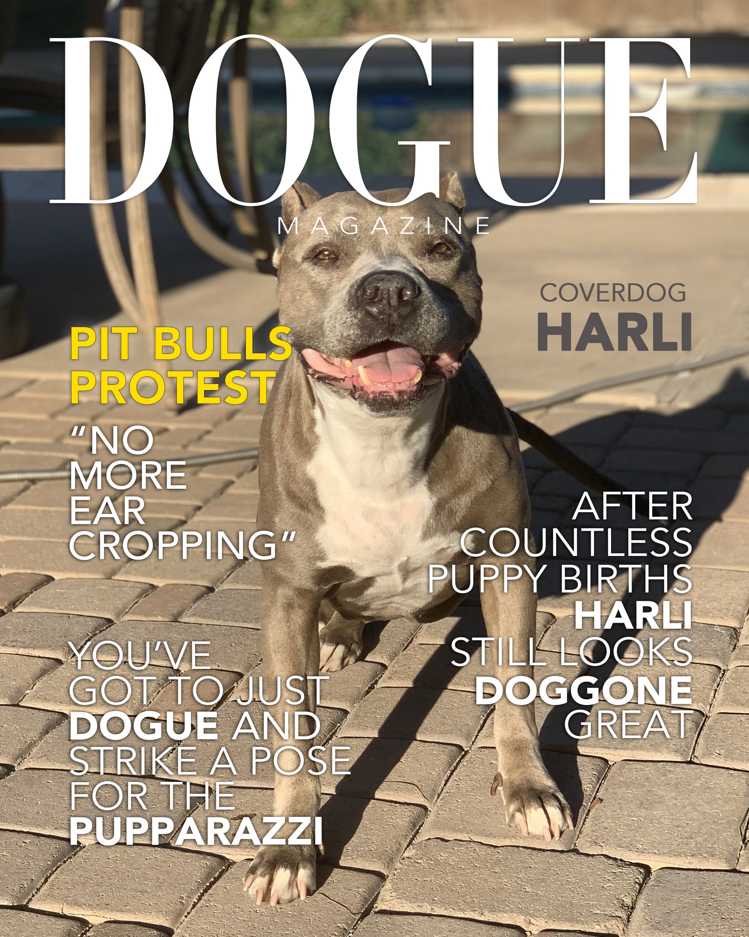 DOGUE AND CATSMOPOLITAN — ART OF SANDI