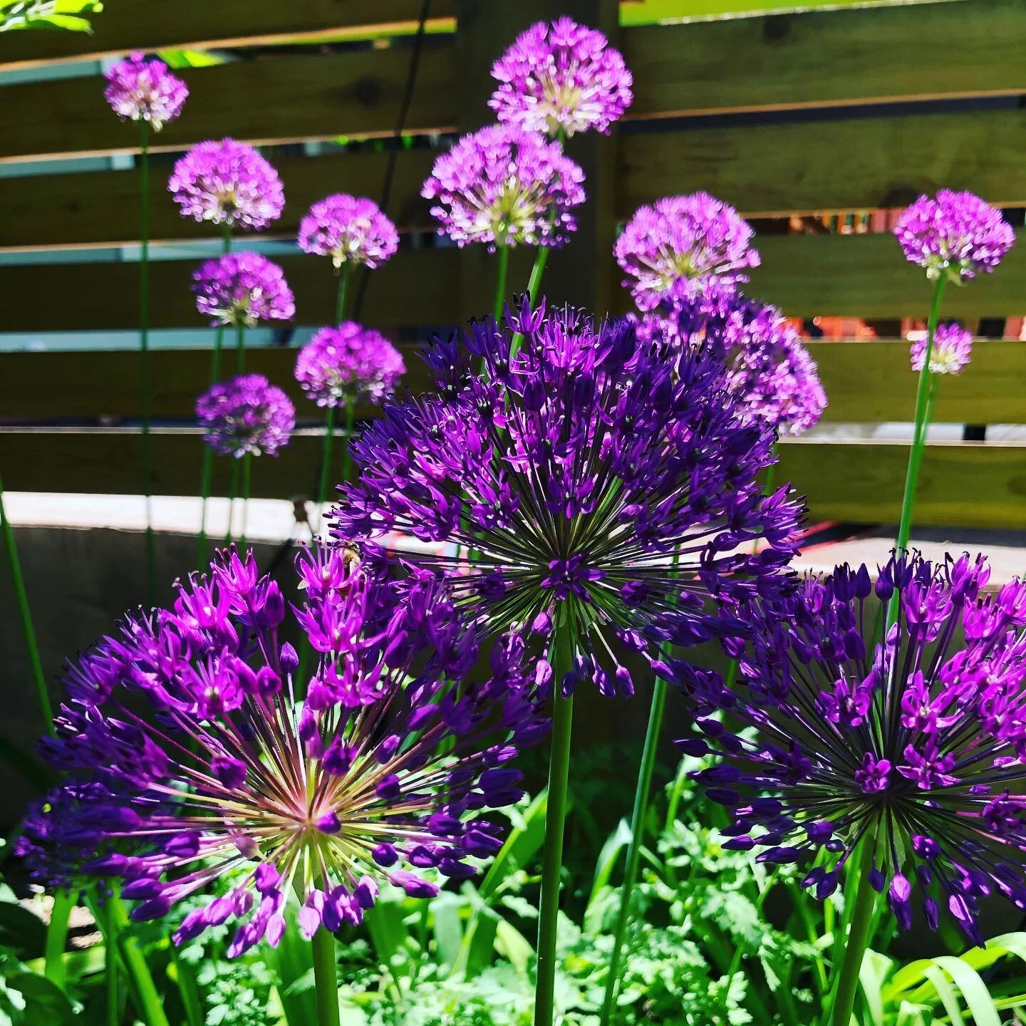 Around the garden today.  #coloradogardening #flowergarden #coloradogarden #coloradogardener