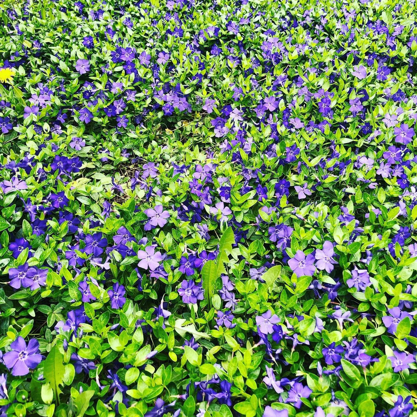 Carpet of Vinca with the reality of one dandelion.  Darn dandelions.  Will be weeding a bit this weekend.  Hope you get out and garden! #coloradogardener #gardening #gardenerslife