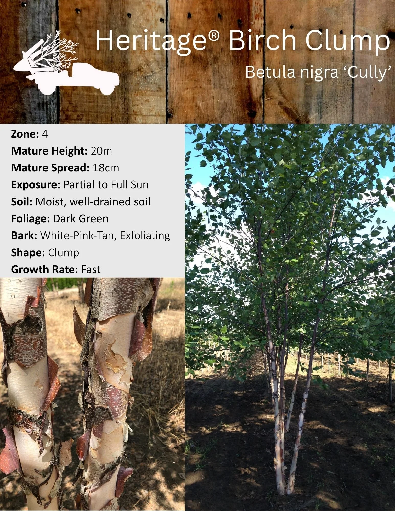 Heritage Birch Clump - Betula nigra 'Cully'.jpg