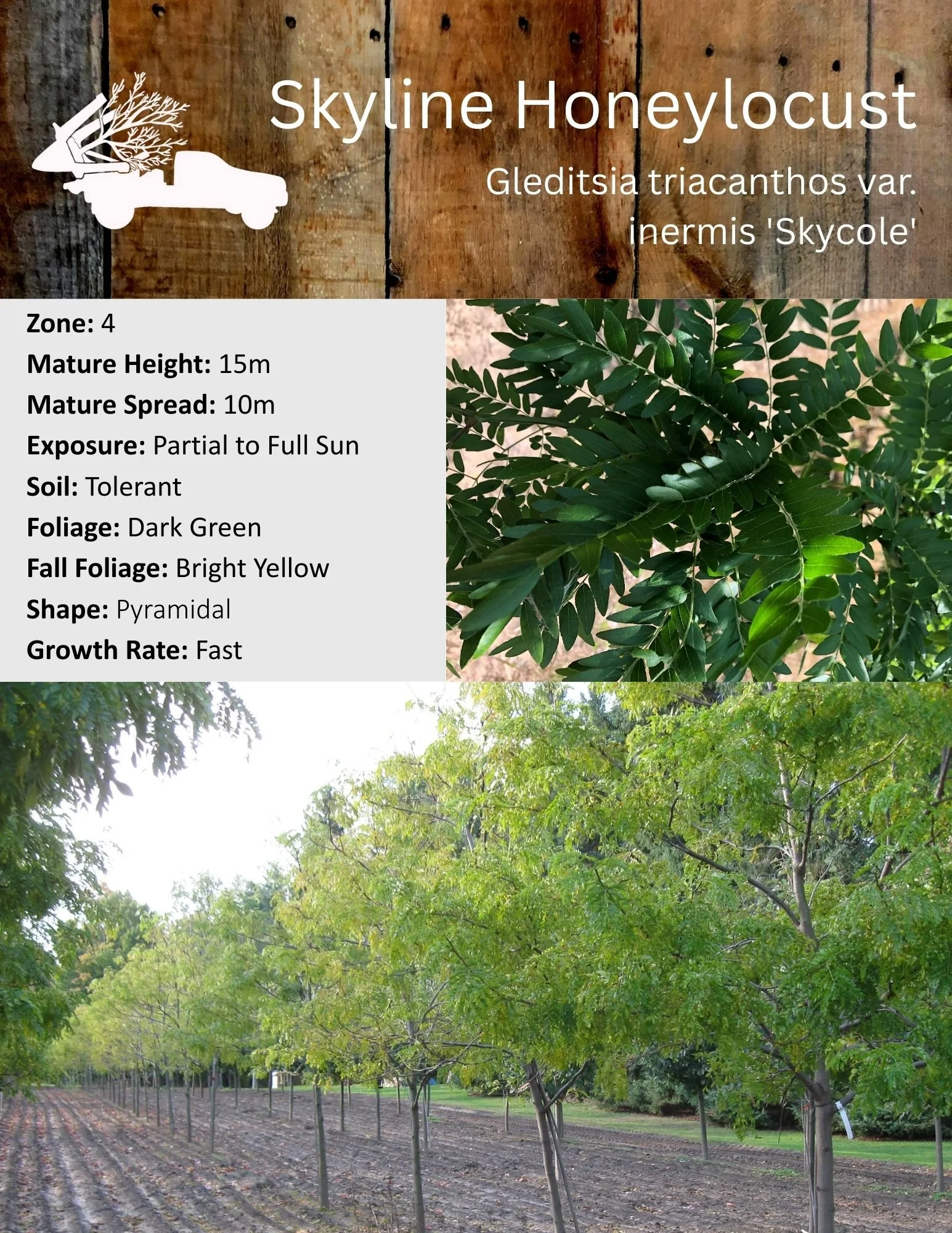 Skyline Honeylocust - Gleditsia triacanthos var. inermis 'Skycole'.jpg