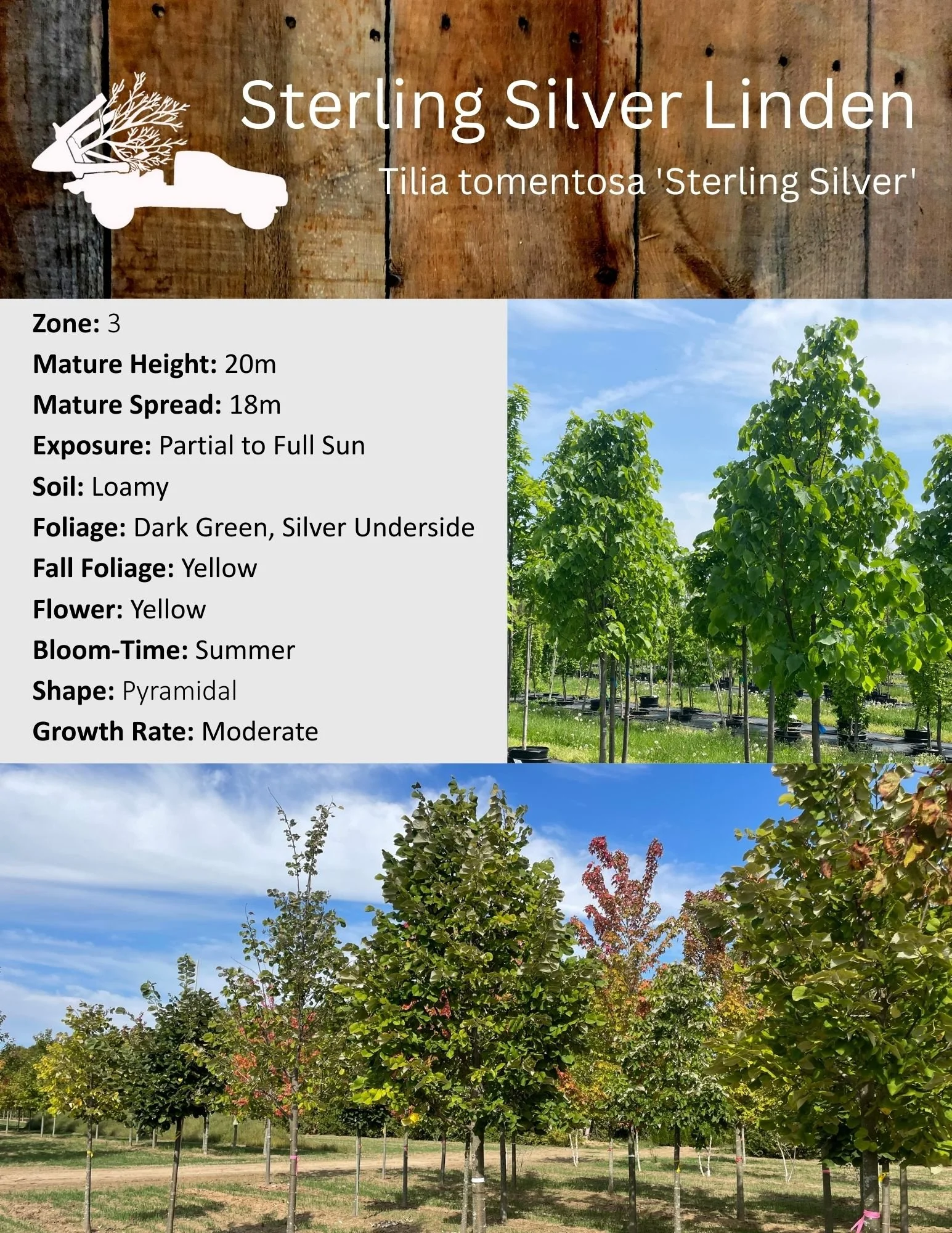 Sterling Silver Linden - Tilia tomentosa 'Sterling Silver'.jpg