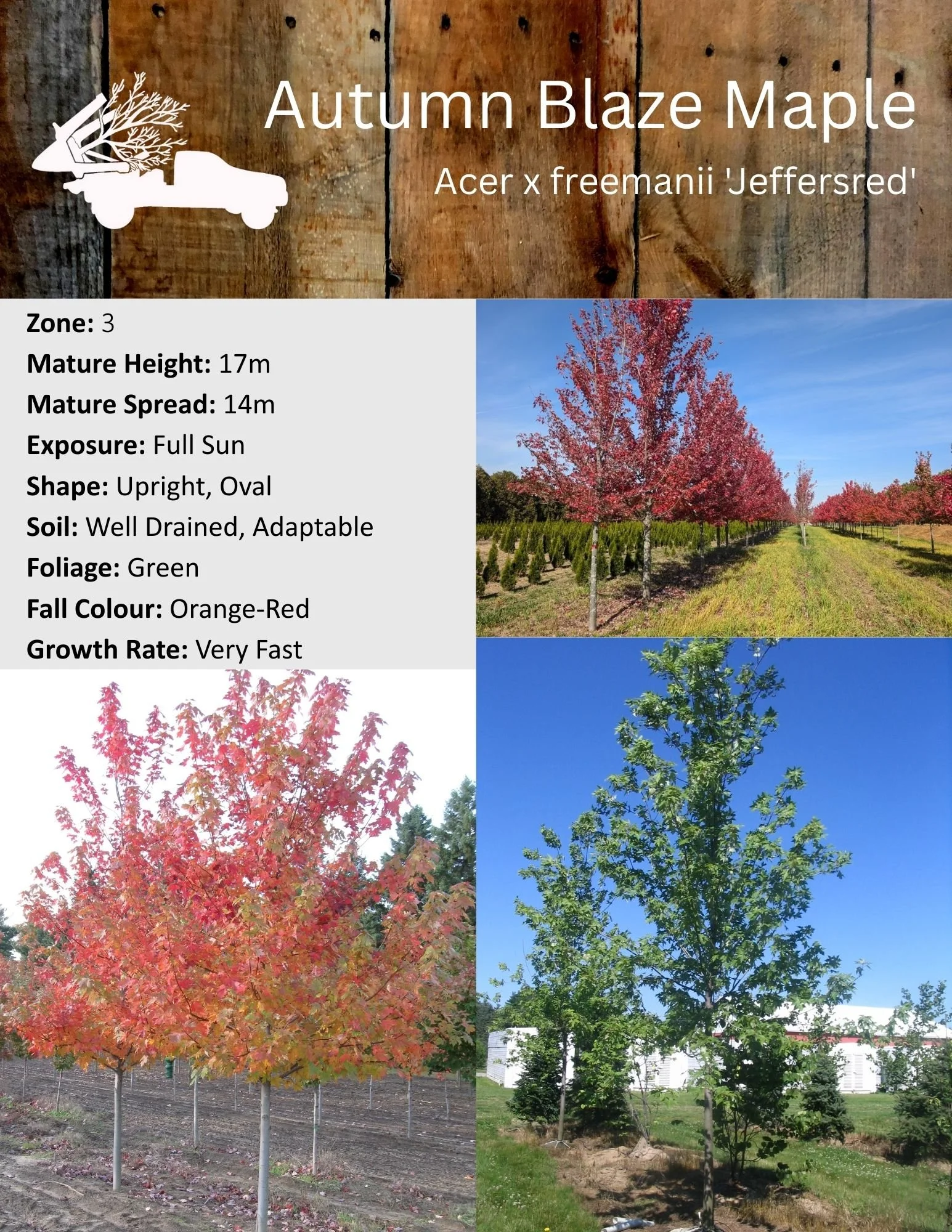 Autumn Blaze Maple - Acer x freemanii 'Jeffersred'.jpg
