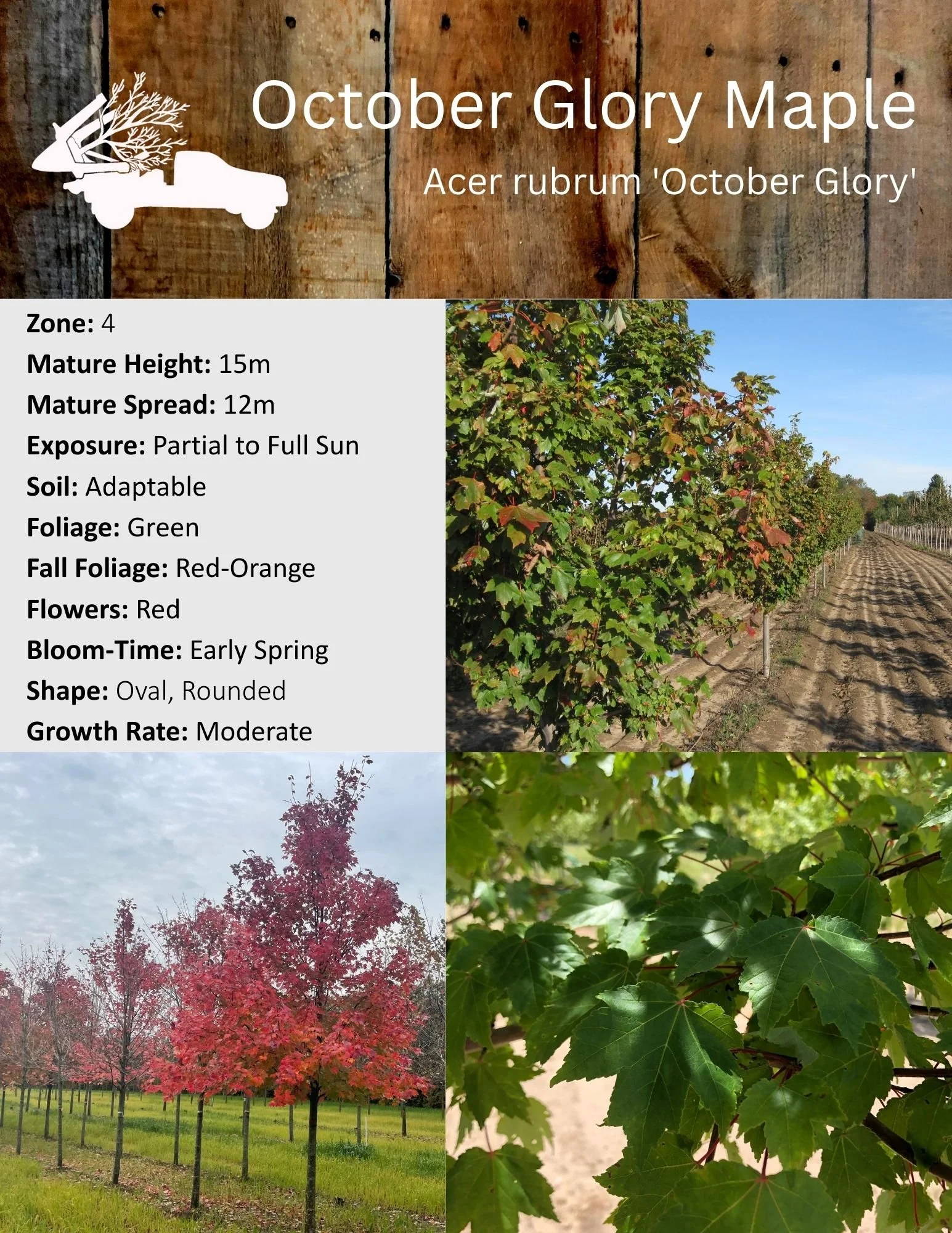 October Glory Maple - Acer rubrum 'October Glory'.jpg