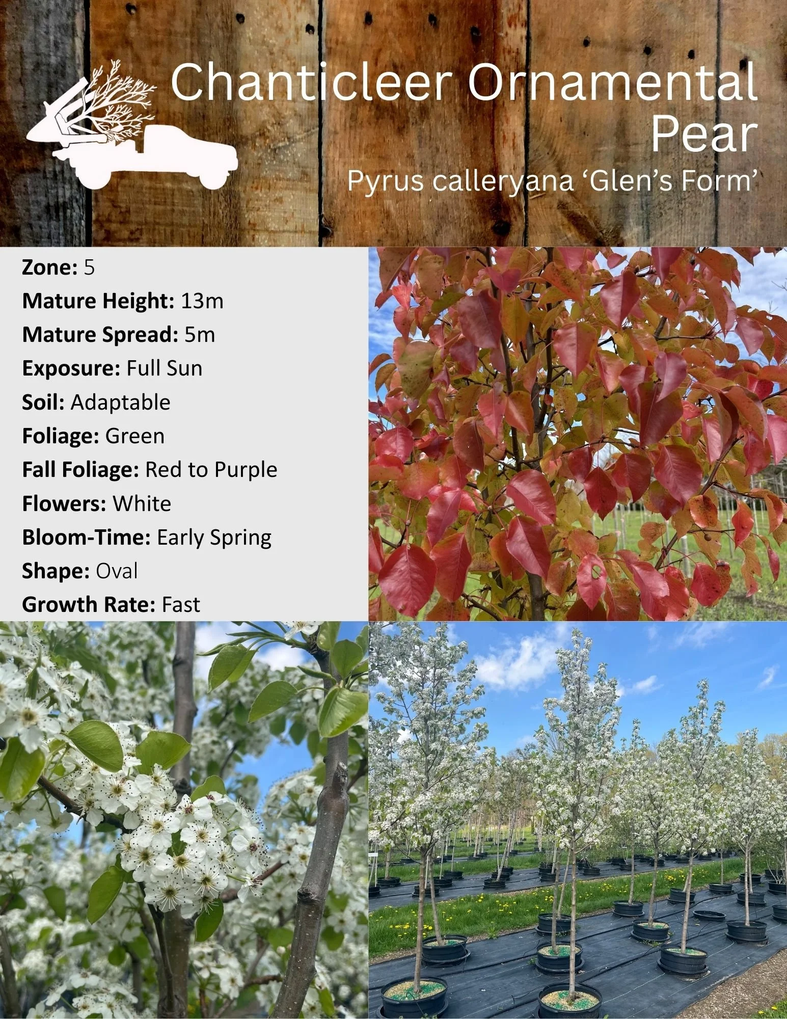 Chanticleer Ornamental Pear - Pyrus calleryana 'Glen's Form'.jpg