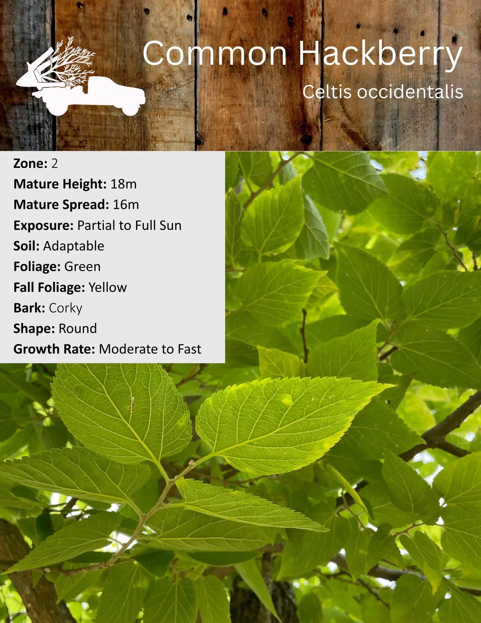 Common Hackberry - Celtis occidentalis.jpg