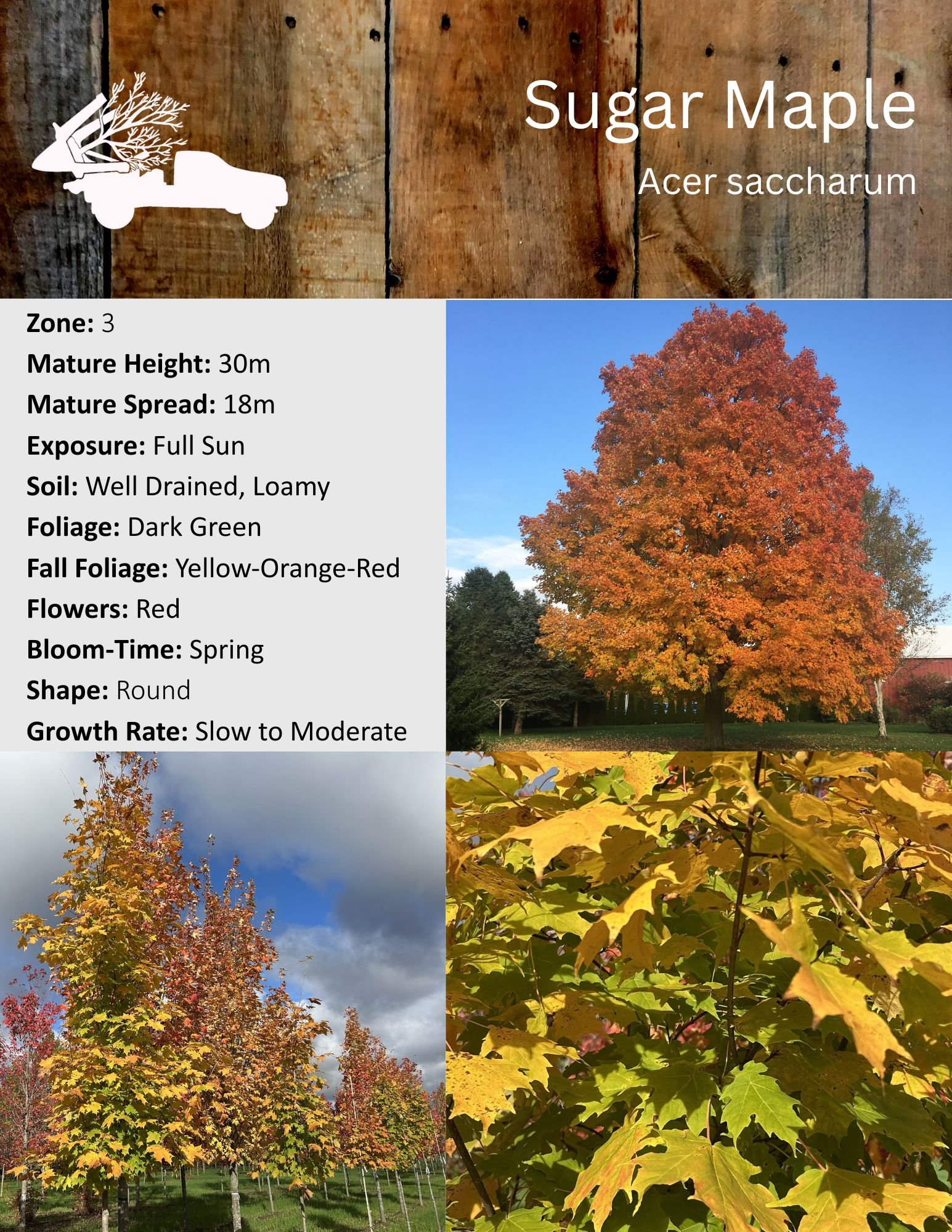 Sugar Maple - Acer saccharum.jpg