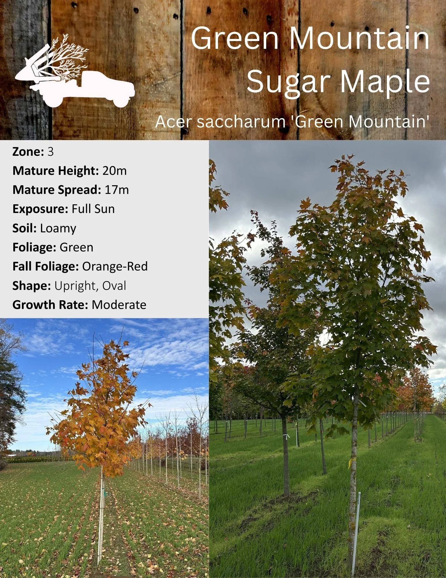 Green Mountain Sugar Maple - Acer saccharum 'Green Mountain'.jpg