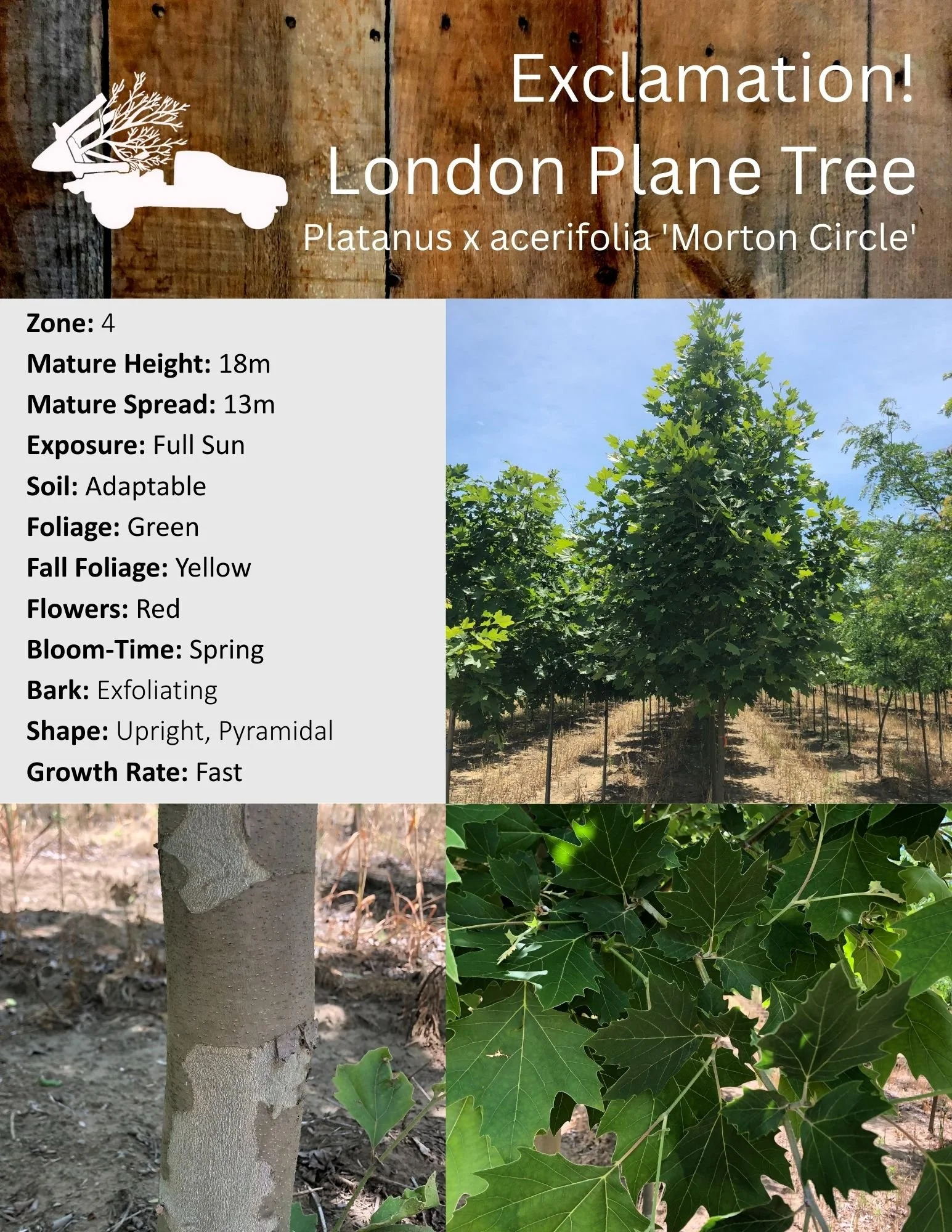 Exclamation! London Plane Tree - Platanus x acerifolia 'Morton Circle'.jpg