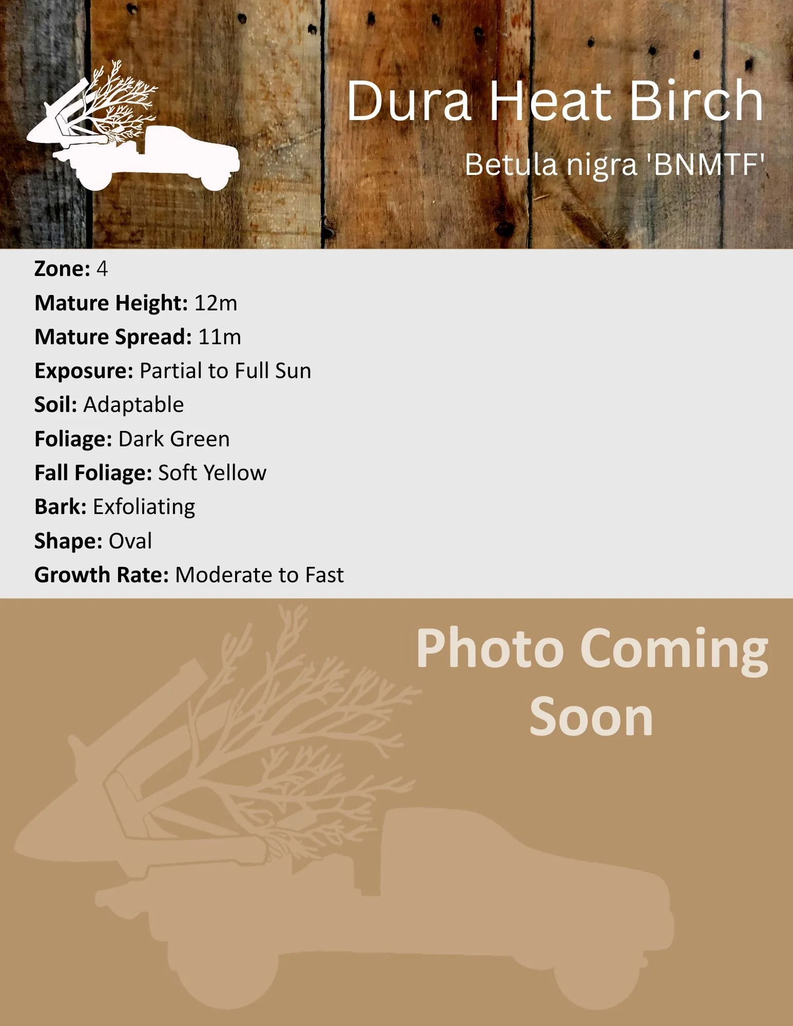 Dura Heat Birch - Betula nigra 'BNMTF'.jpg