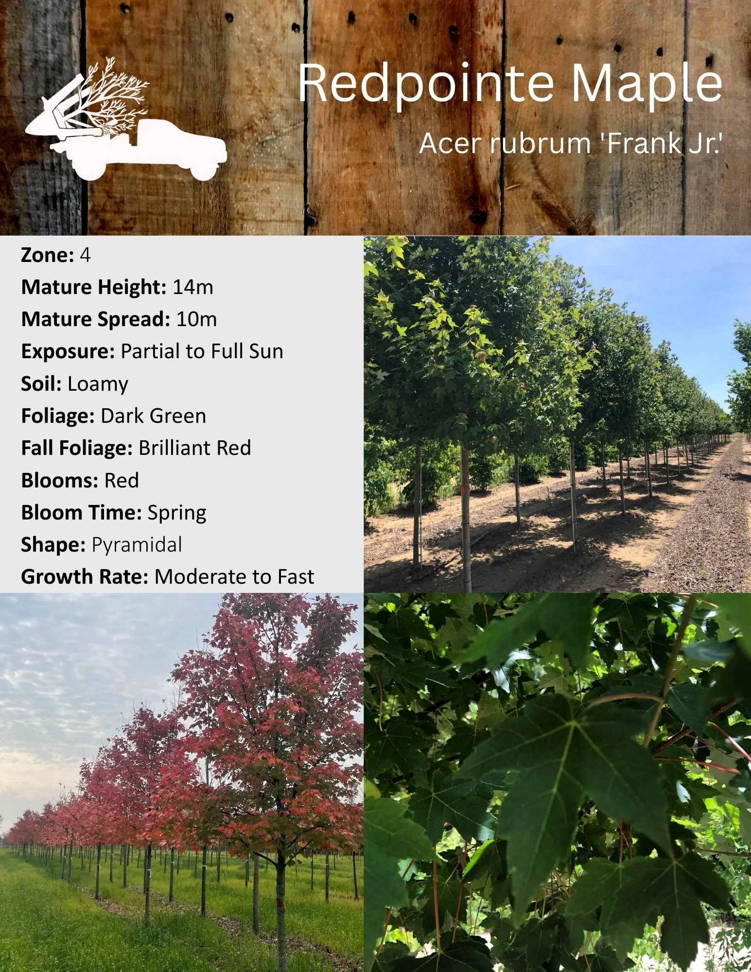 Redpointe Maple - Acer rubrum 'Frank Jr.'.jpg