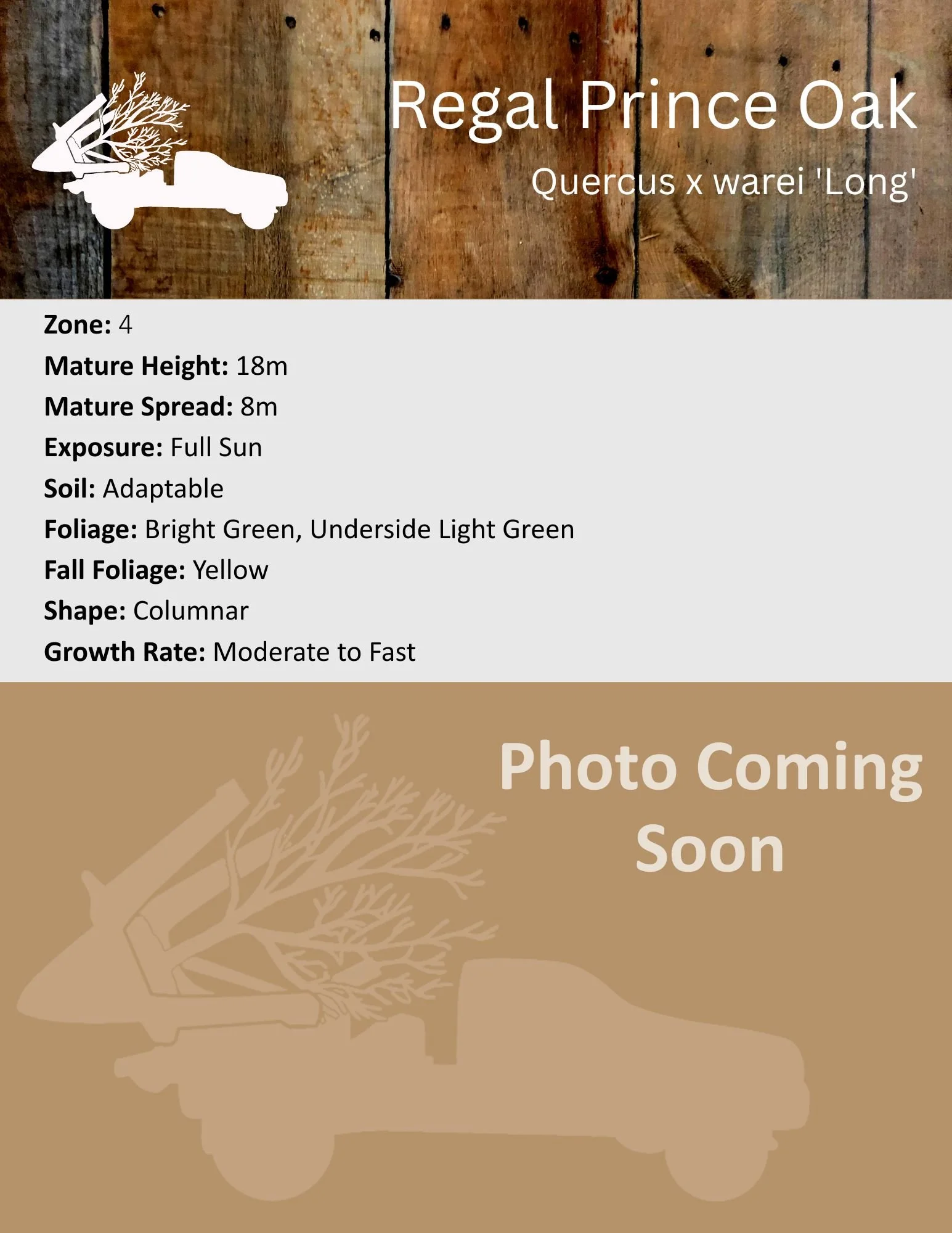 Regal Prince Oak - Quercus x warei 'Long'.jpg