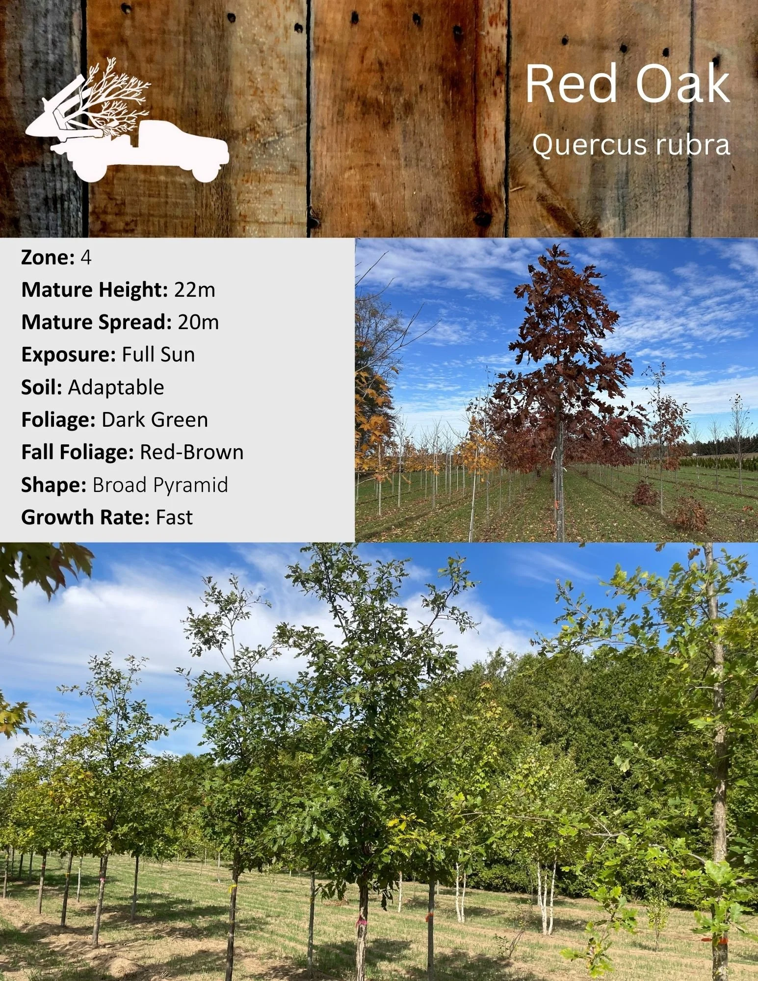 Red Oak - Quercus rubra.jpg