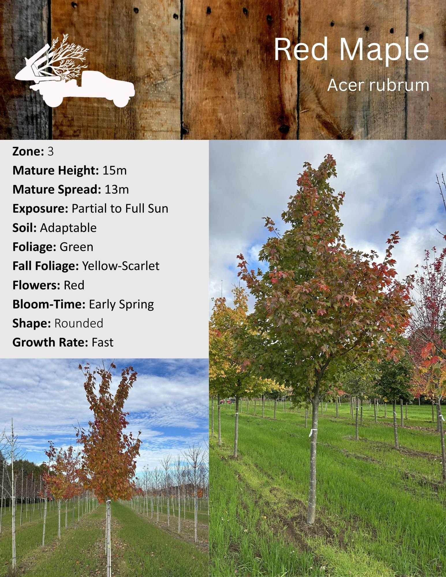 Red Maple - Acer rubrum.jpg