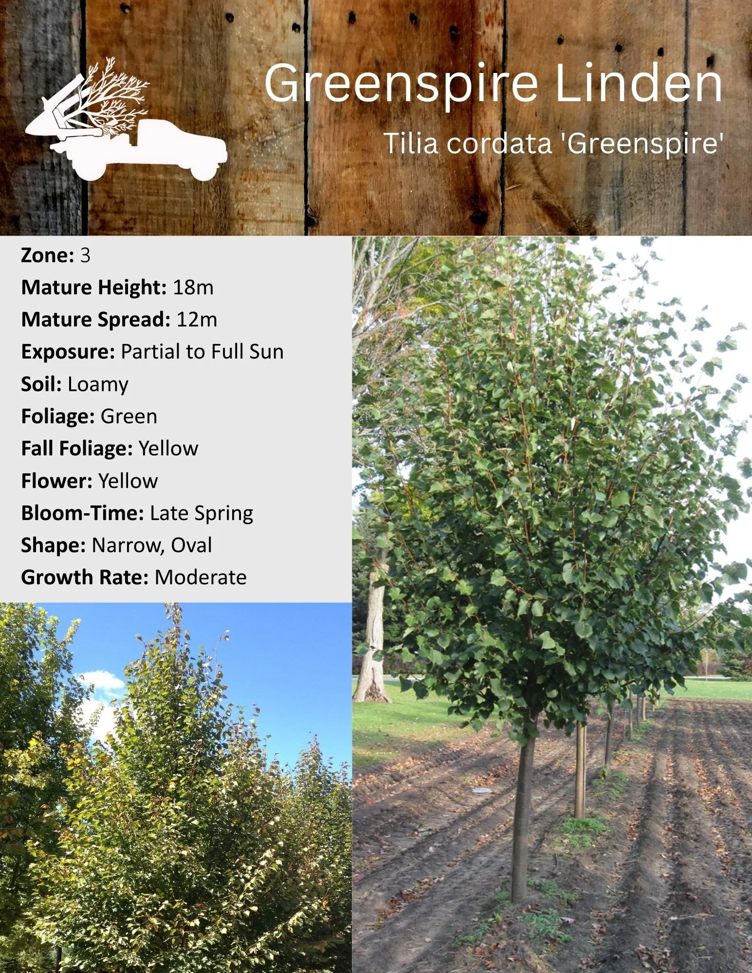 Greenspire Linden - Tilia cordata 'Greenspire'.jpg