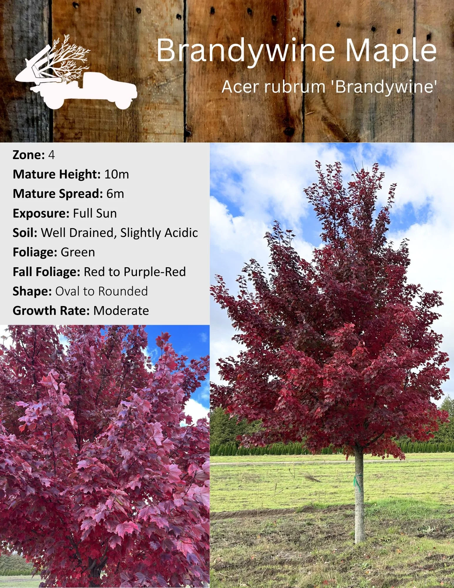 Brandywine Maple - Acer rubrum 'Brandywine'.jpg