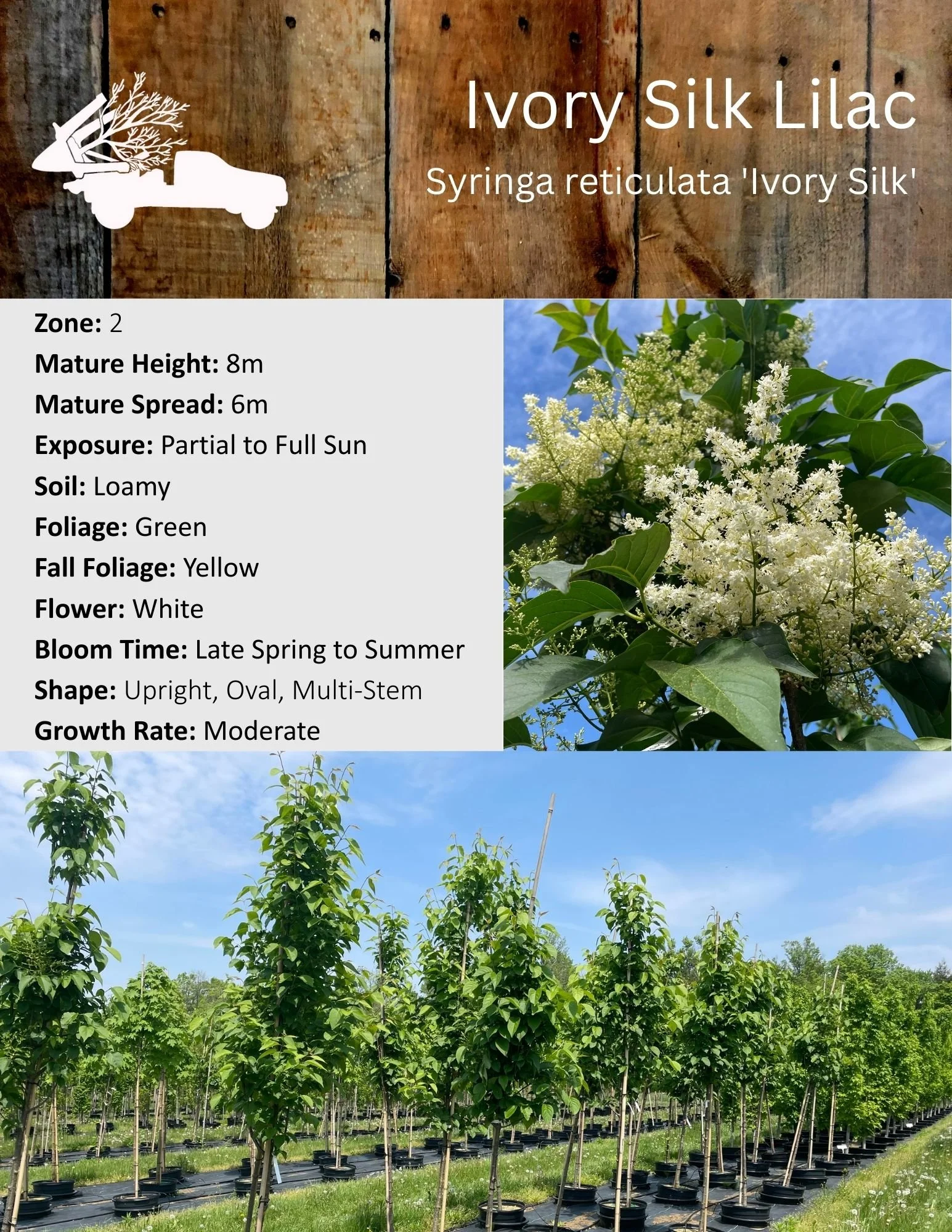 Ivory Silk Lilac - Syringa reticulata 'Ivory Silk'.jpg