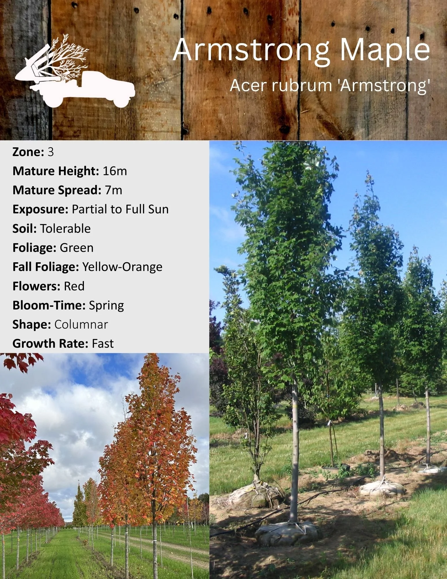 Armstrong Maple - Acer rubrum 'Armstrong'.jpg