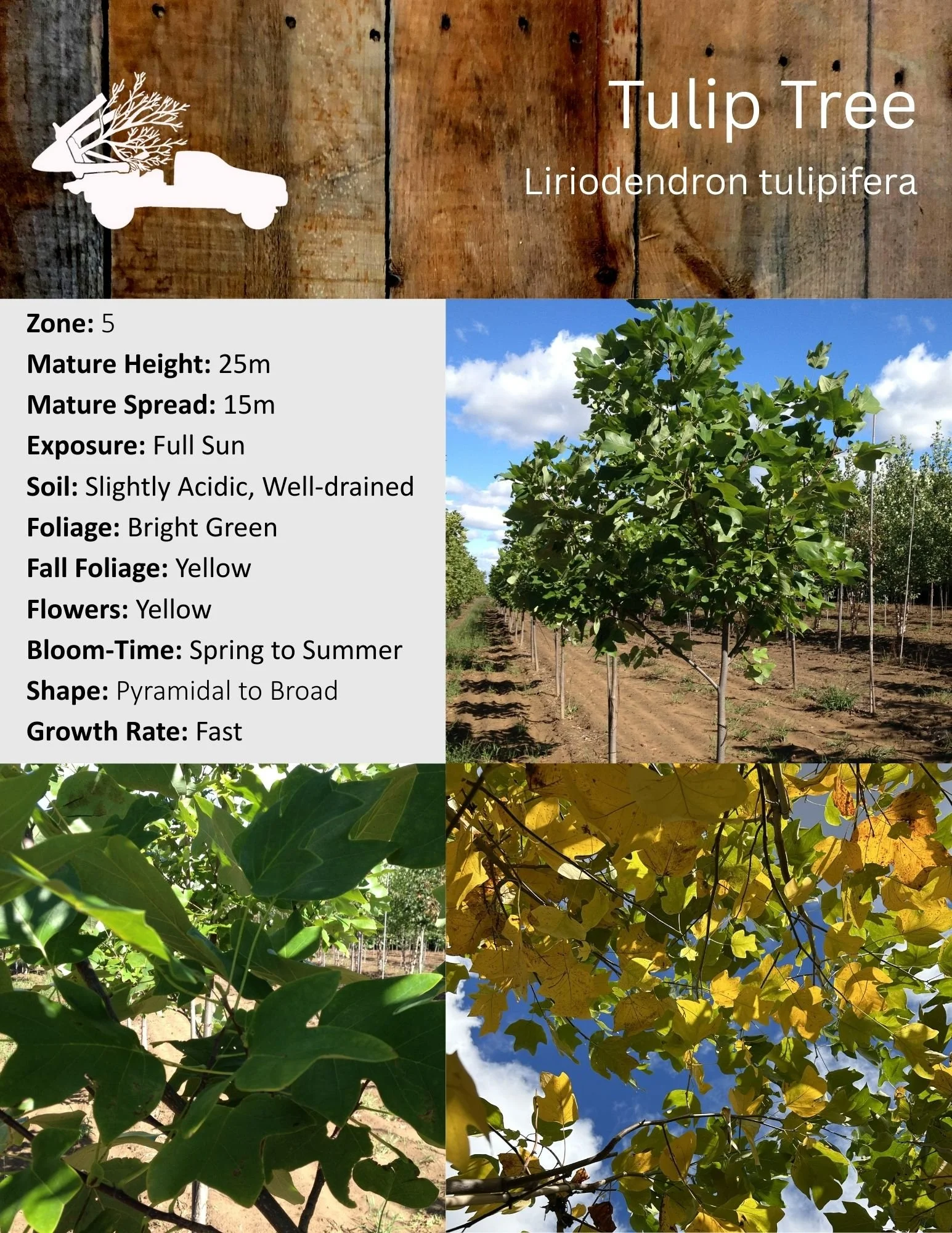 Tulip Tree - Liriodendron tulipifera.jpg