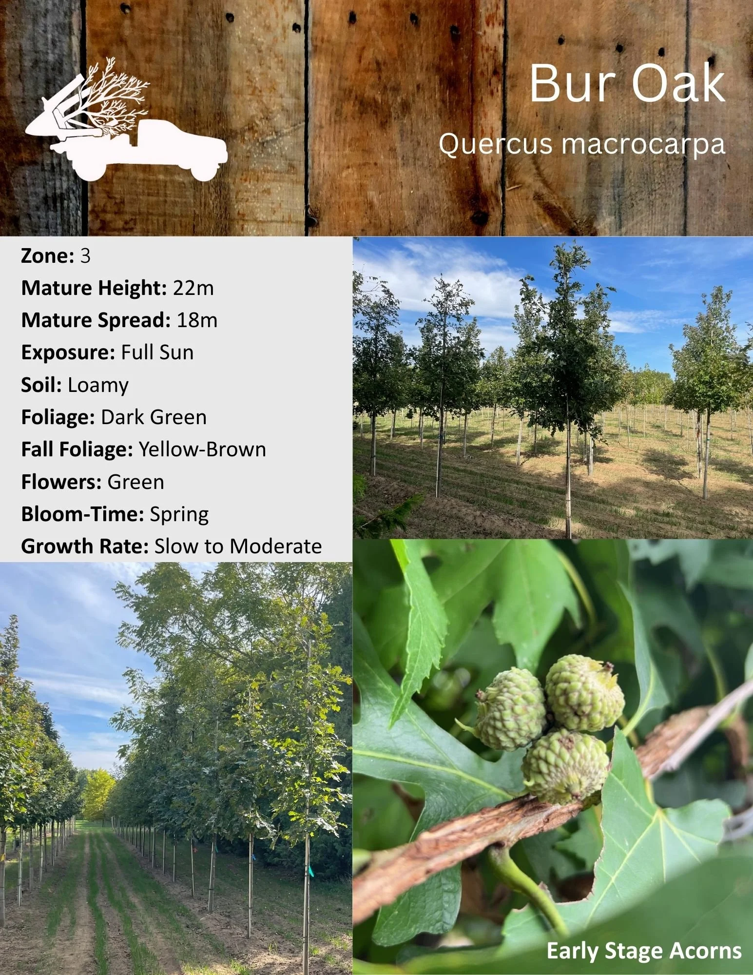Bur Oak - Quercus macrocarpa.jpg