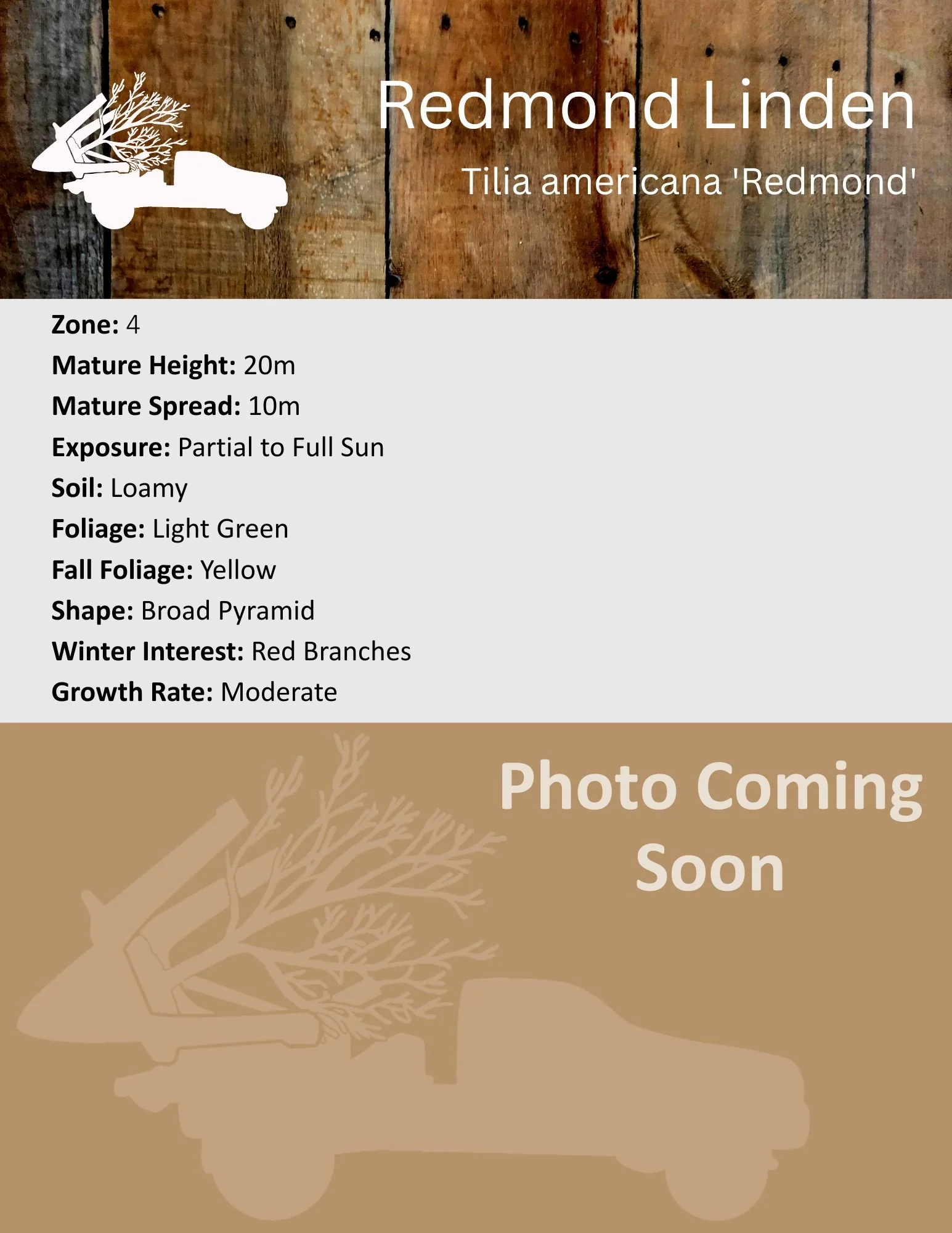 Redmond Linden - Tilia americana 'Redmond'.jpg
