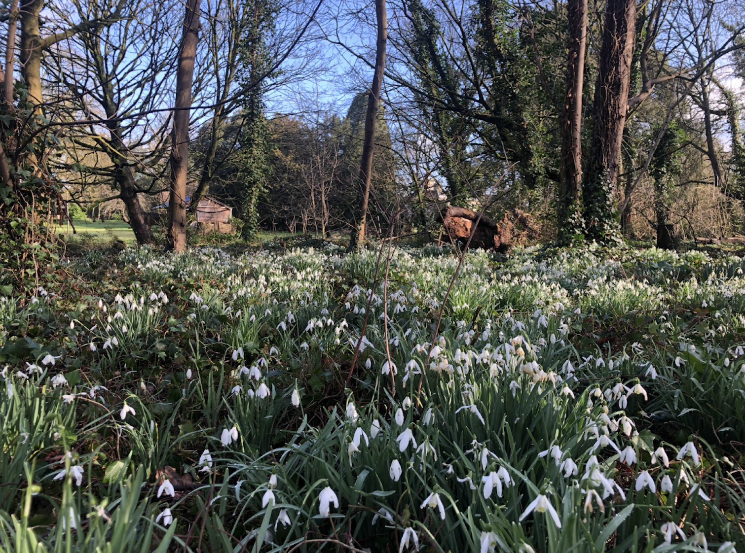 Snowdrop Walk 2026