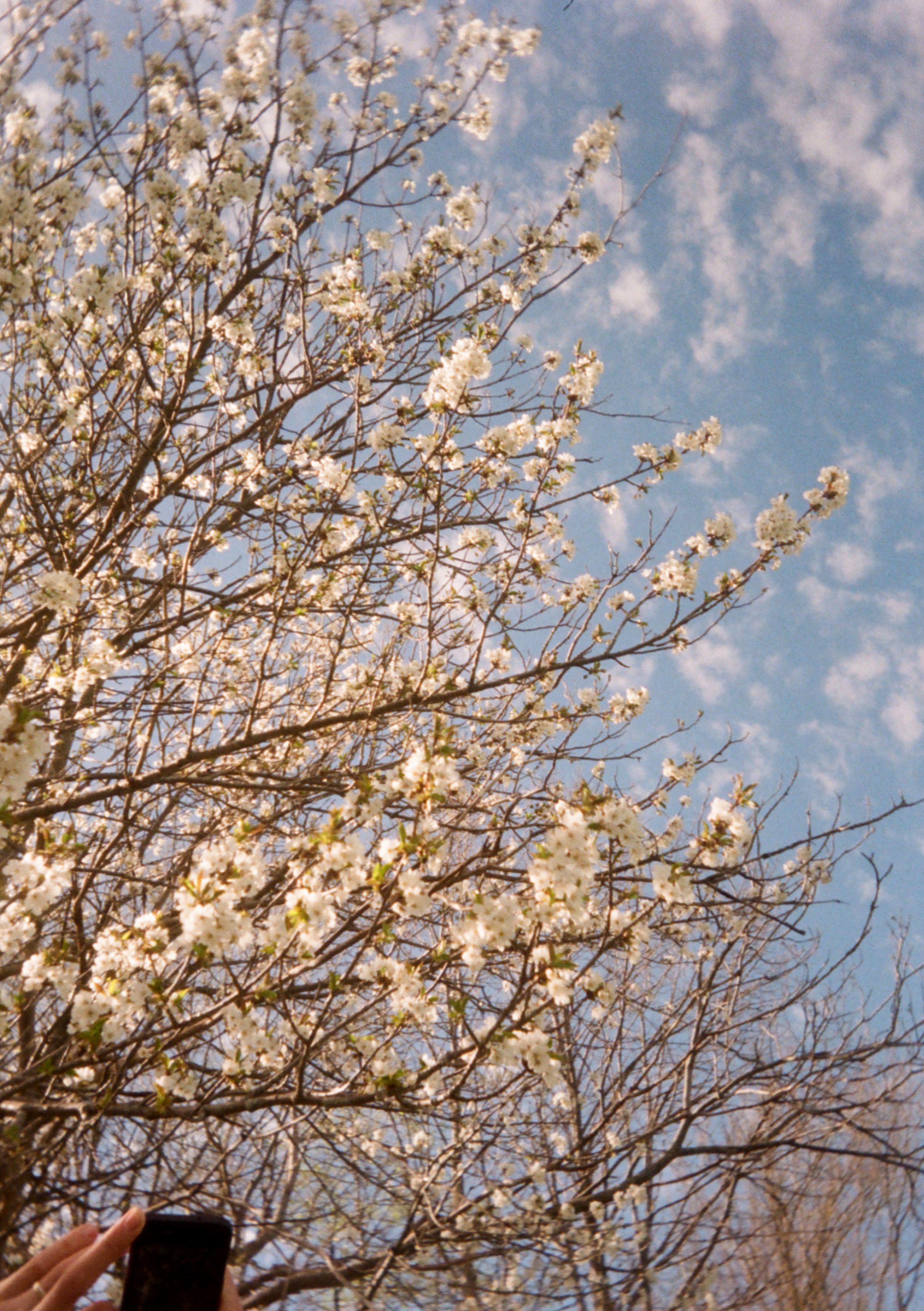 Branches of a tree with white blossoms against a cloudy blue sky, with a person’s hand holding a camera at the bottom of the image.