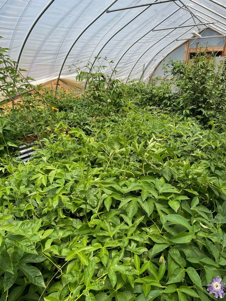 Inside Greenhouse.jpg