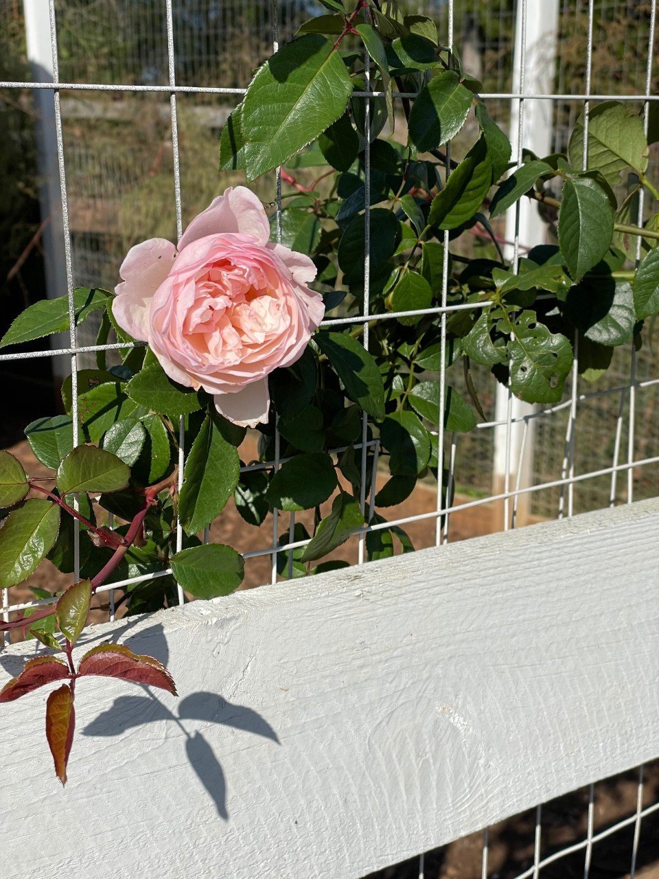 Rose on Fence.jpg